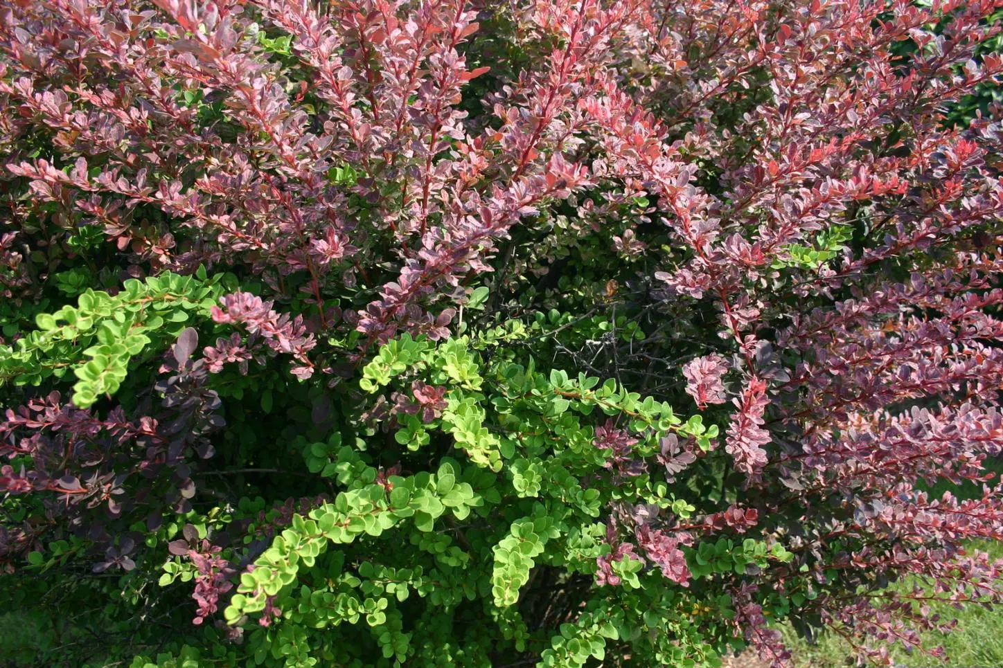 Japanese Barberry (Berberis Thunbergii 'Aurea') — The plant thrives in USDA Hardiness Zones 4 through 8; is a striking deciduous shrub that, image 77