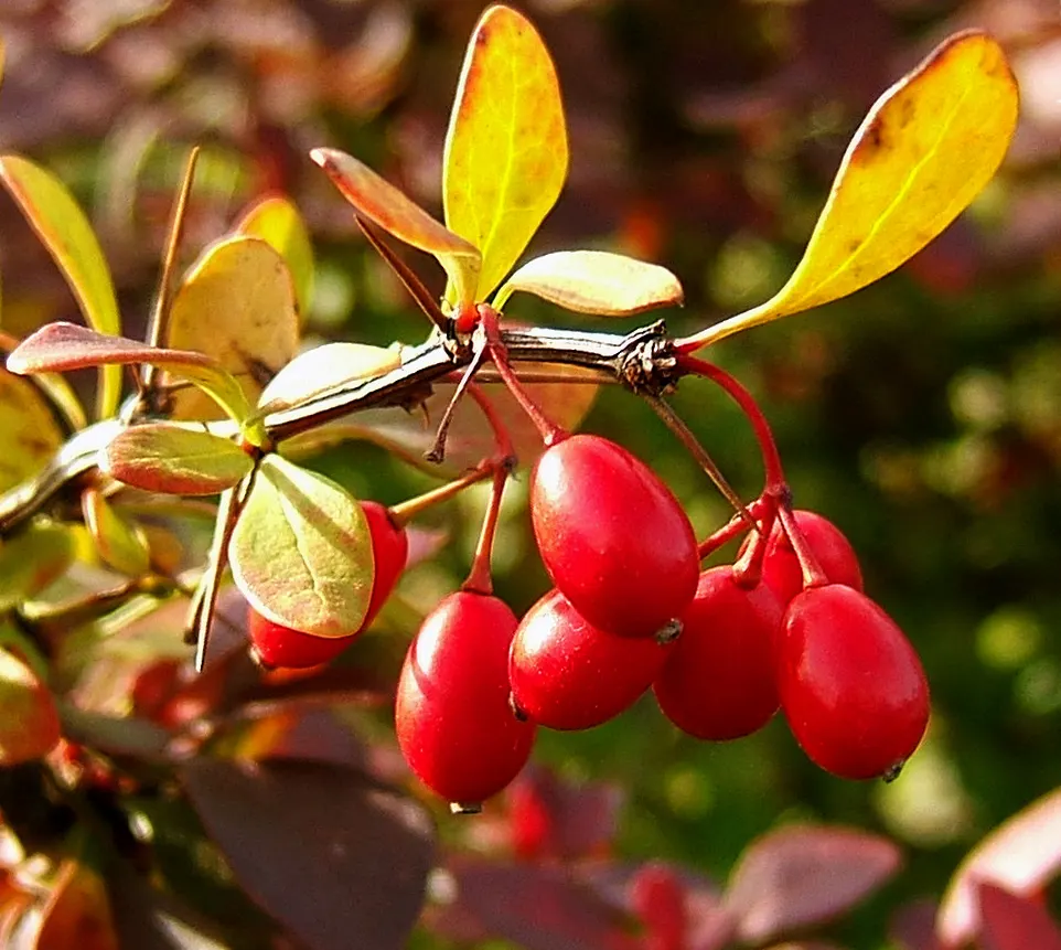 Japanese Barberry (Berberis Thunbergii 'Aurea') — where its leaves can achieve the brightest hue; commonly referred to as Japanese Barberry