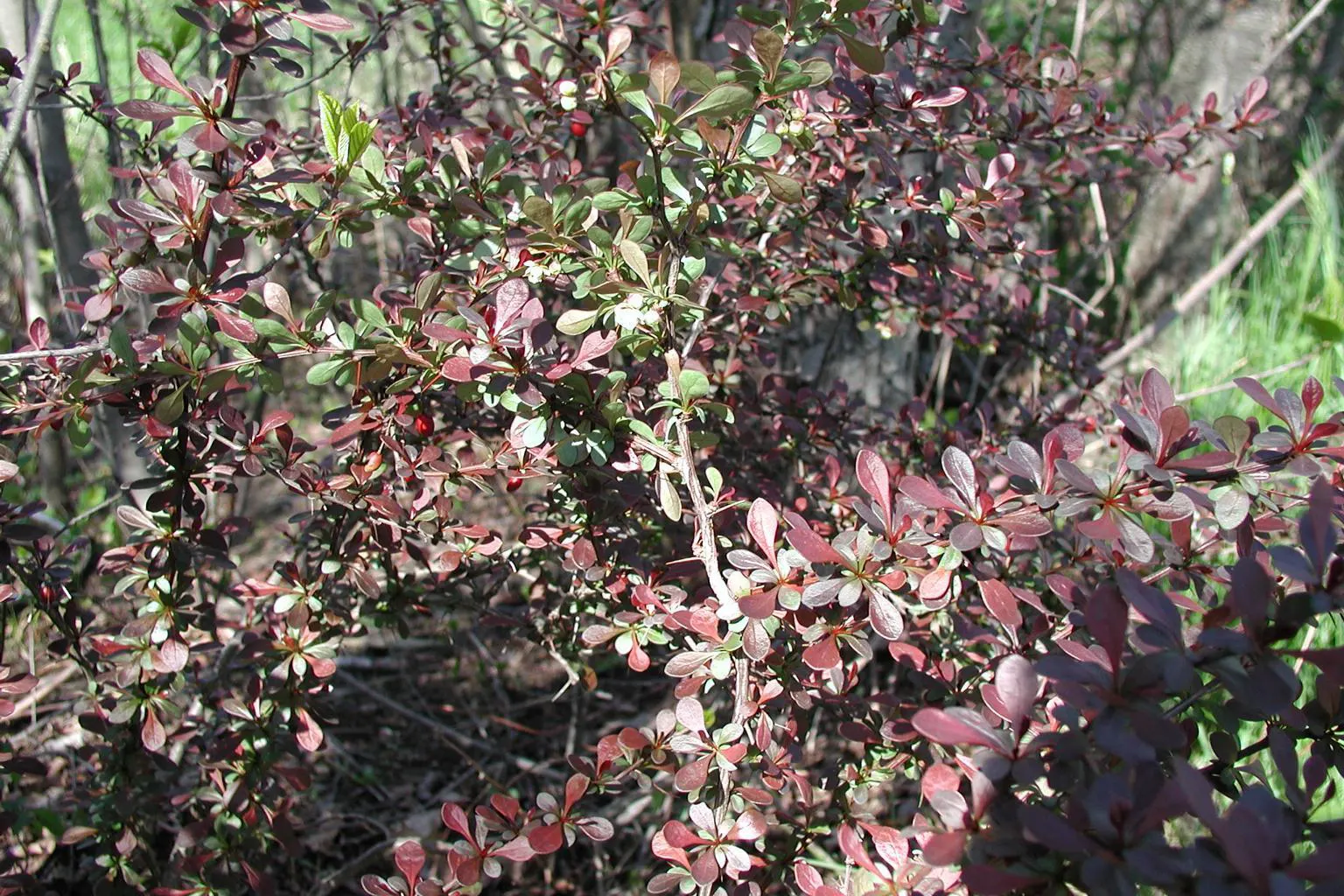 Japanese Barberry (Berberis Thunbergii 'Aurea') — this shrub is also deer-resistant and not particularly prone to pests or diseases.<br><br>When, image 82