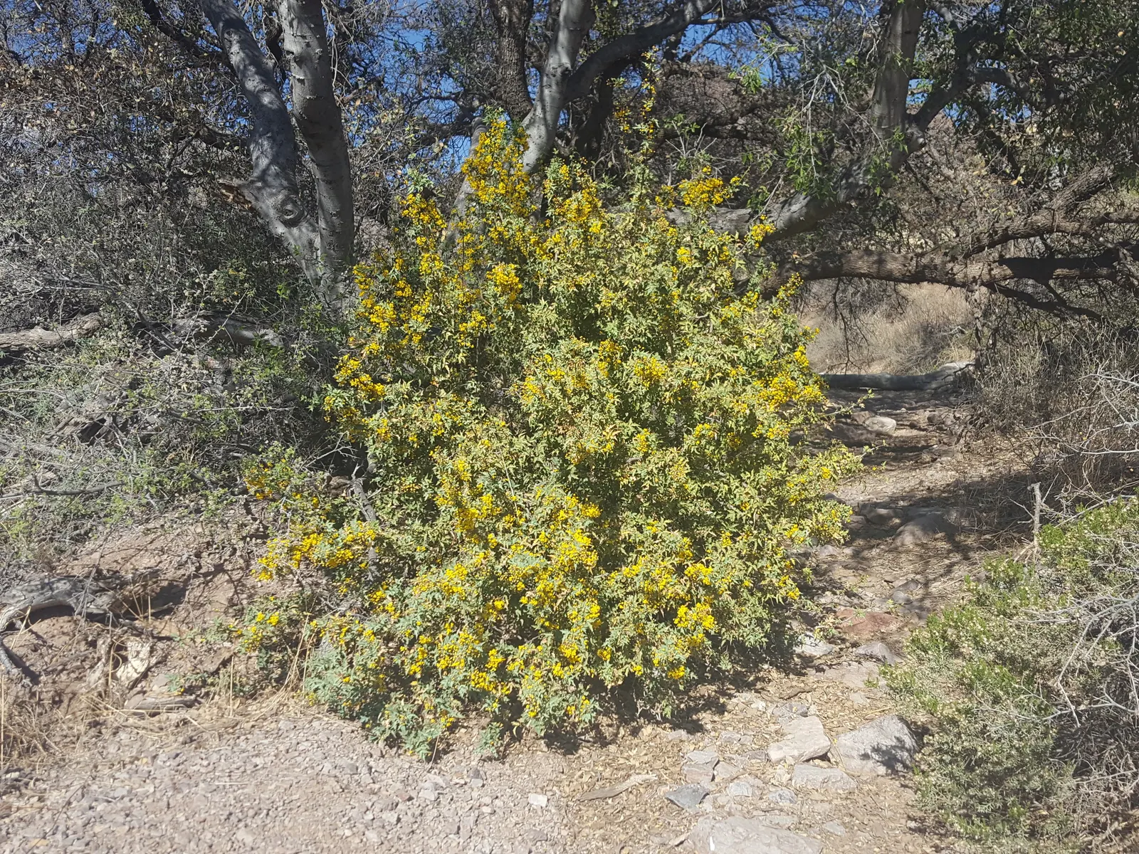 Japanese Barberry (Berberis Thunbergii 'Aurea') — shrub with yellow blooms; showcasing its adaptability across various climates.<br><br>For optimal, image 65