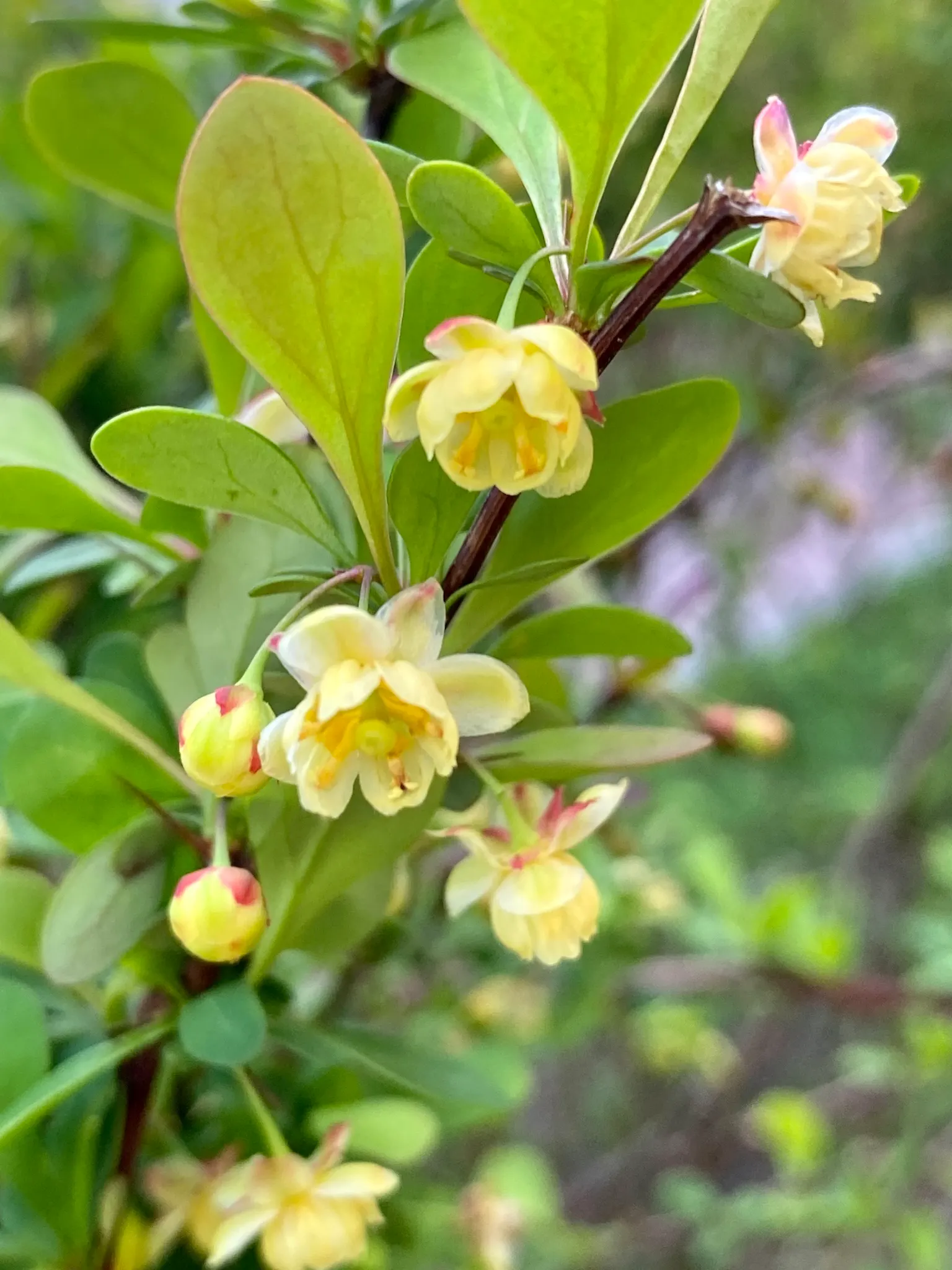 Japanese Barberry (Berberis Thunbergii 'Aurea') — reaching 3-4 feet high and wide; thorny stems provide a deterrent to wildlife, making it ideal, image 45