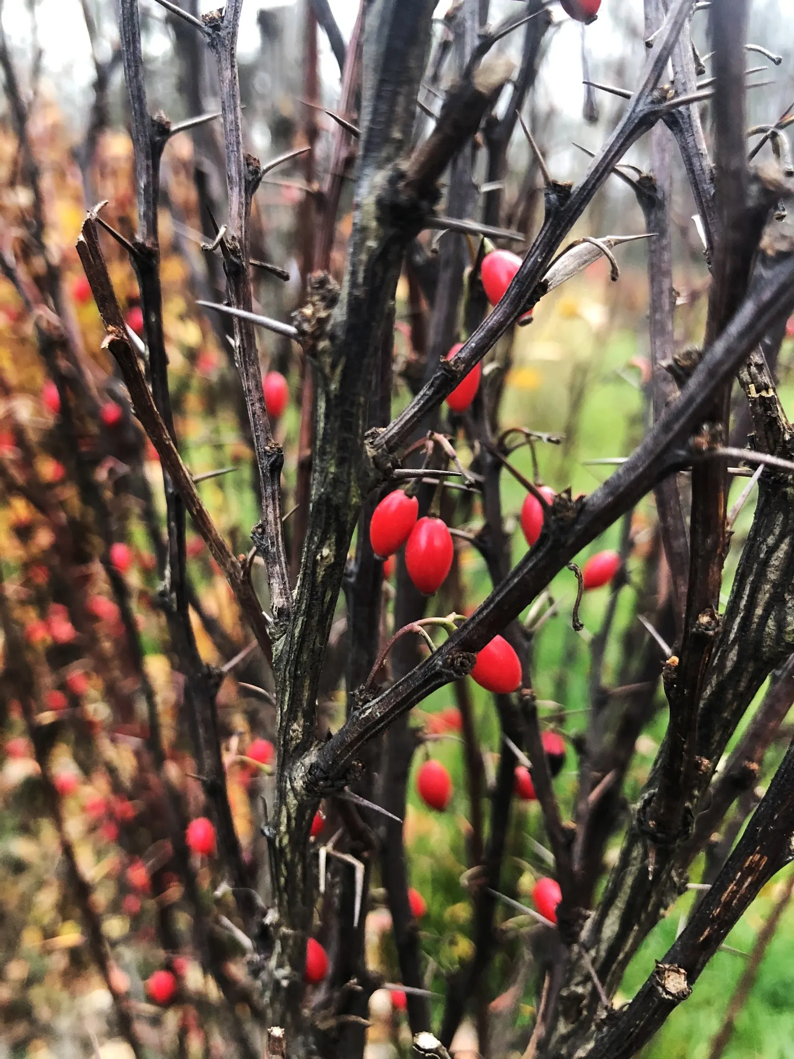Japanese Barberry (Berberis Thunbergii 'Aurea') — reaching 3-4 feet high and wide