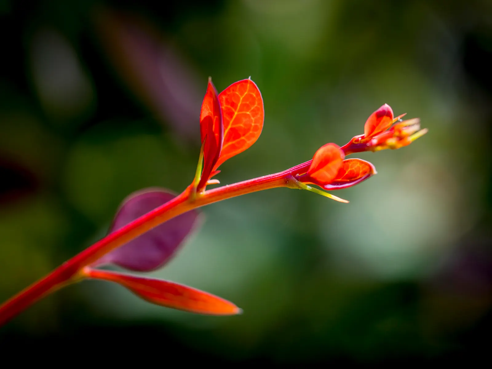 Japanese Barberry (Berberis Thunbergii 'Aurea') — this plant is an exceptional choice for clients seeking year-round interest in their garden; yellow flowers