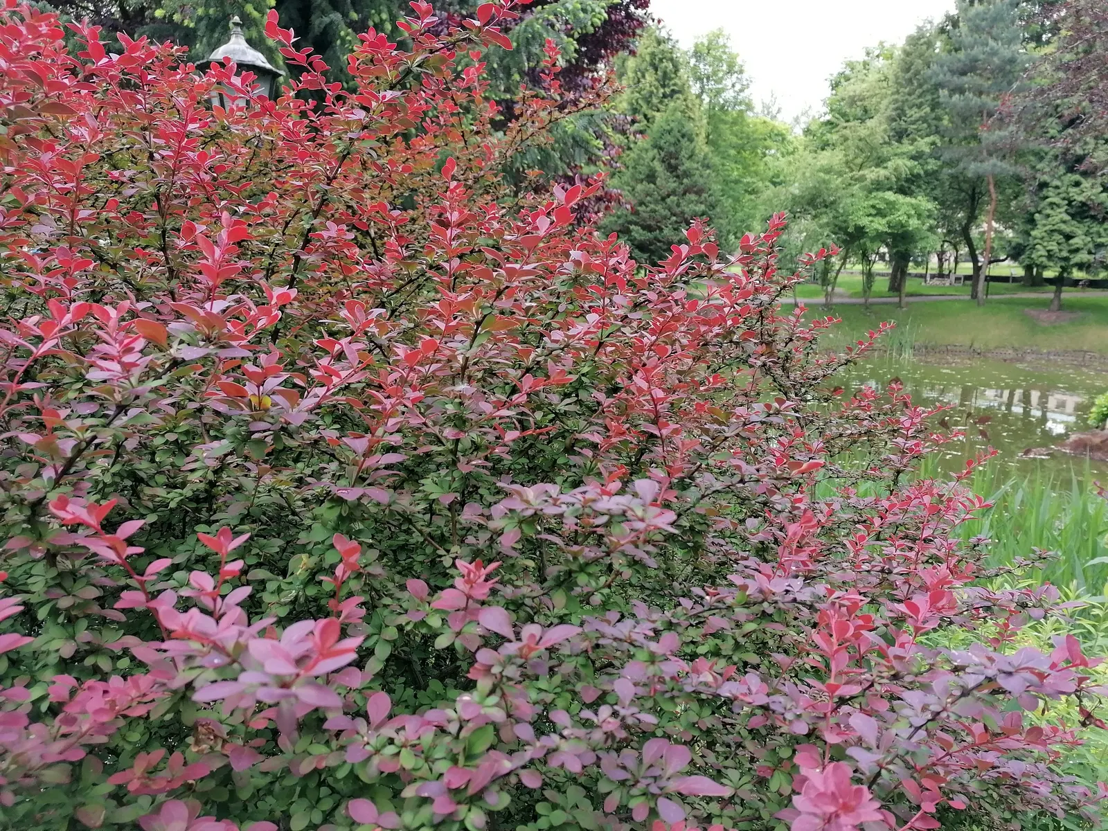 Japanese Barberry (Berberis Thunbergii 'Aurea') — Regular pruning may be necessary to maintain its desired shape and to prevent overgrowth; drought, image 61