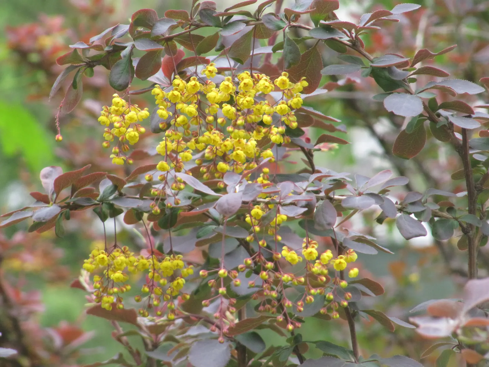 Japanese Barberry (Berberis Thunbergii 'Aurea') — where its leaves can achieve the brightest hue; commonly referred to as Japanese Barberry, image 58