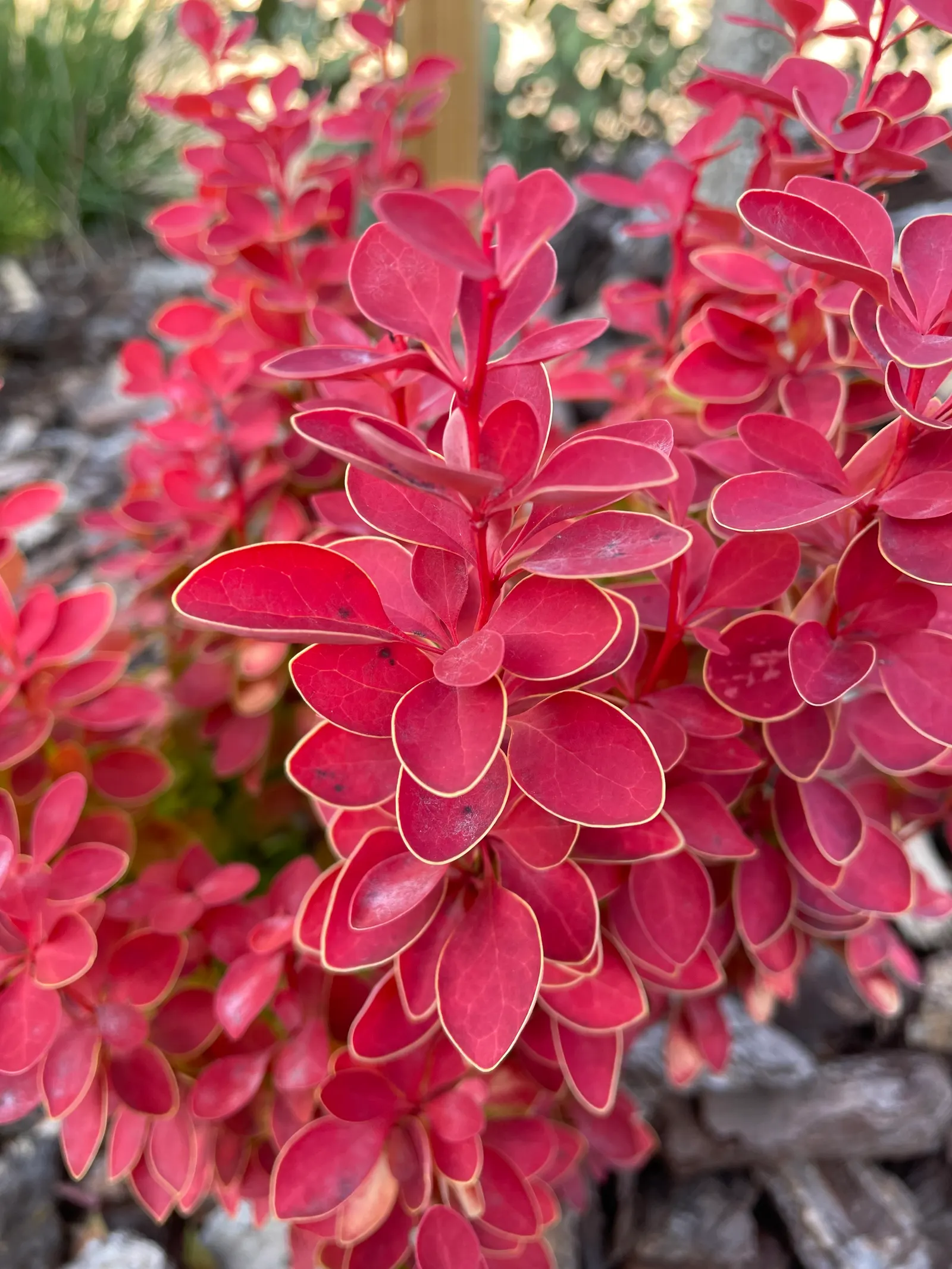 Japanese Barberry (Berberis Thunbergii 'Aurea') — low-growing hedge for added privacy or security; reaching 3-4 feet high and wide, image 54