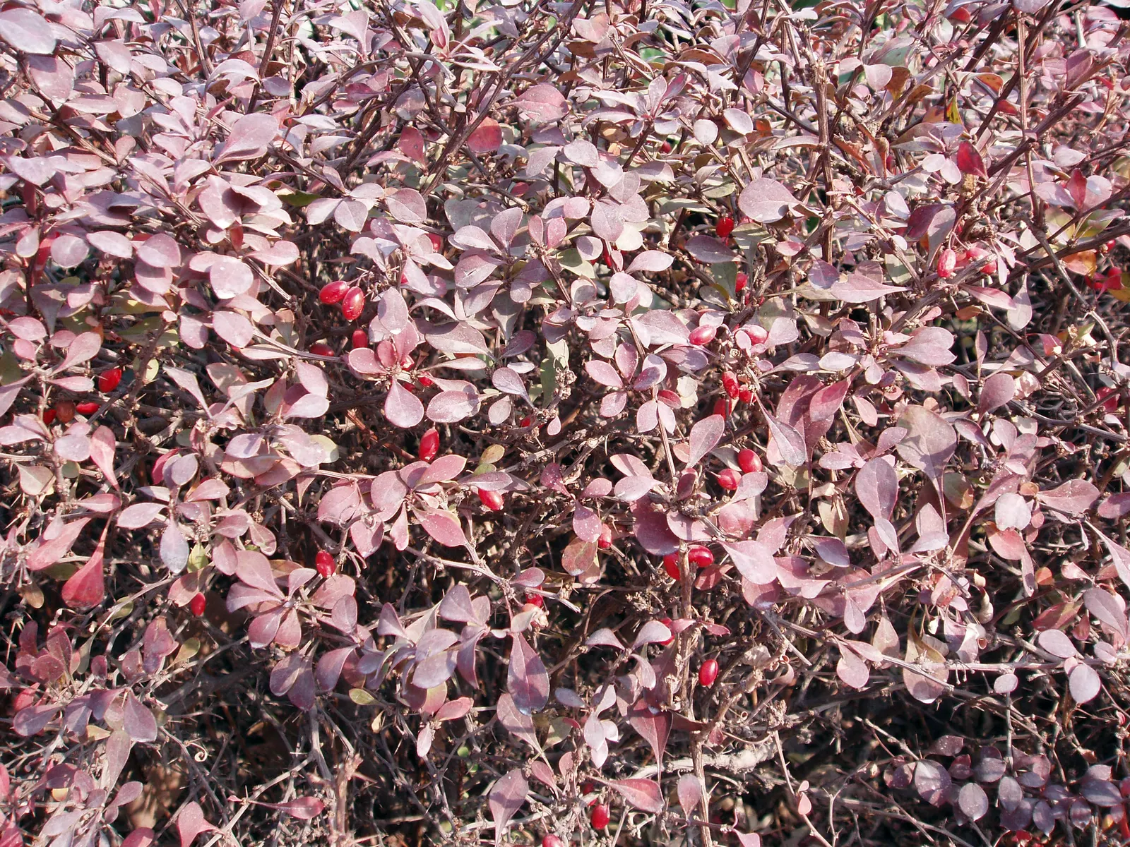 Japanese Barberry (Berberis Thunbergii 'Aurea') — showcasing its adaptability across various climates.<br><br>For optimal growth