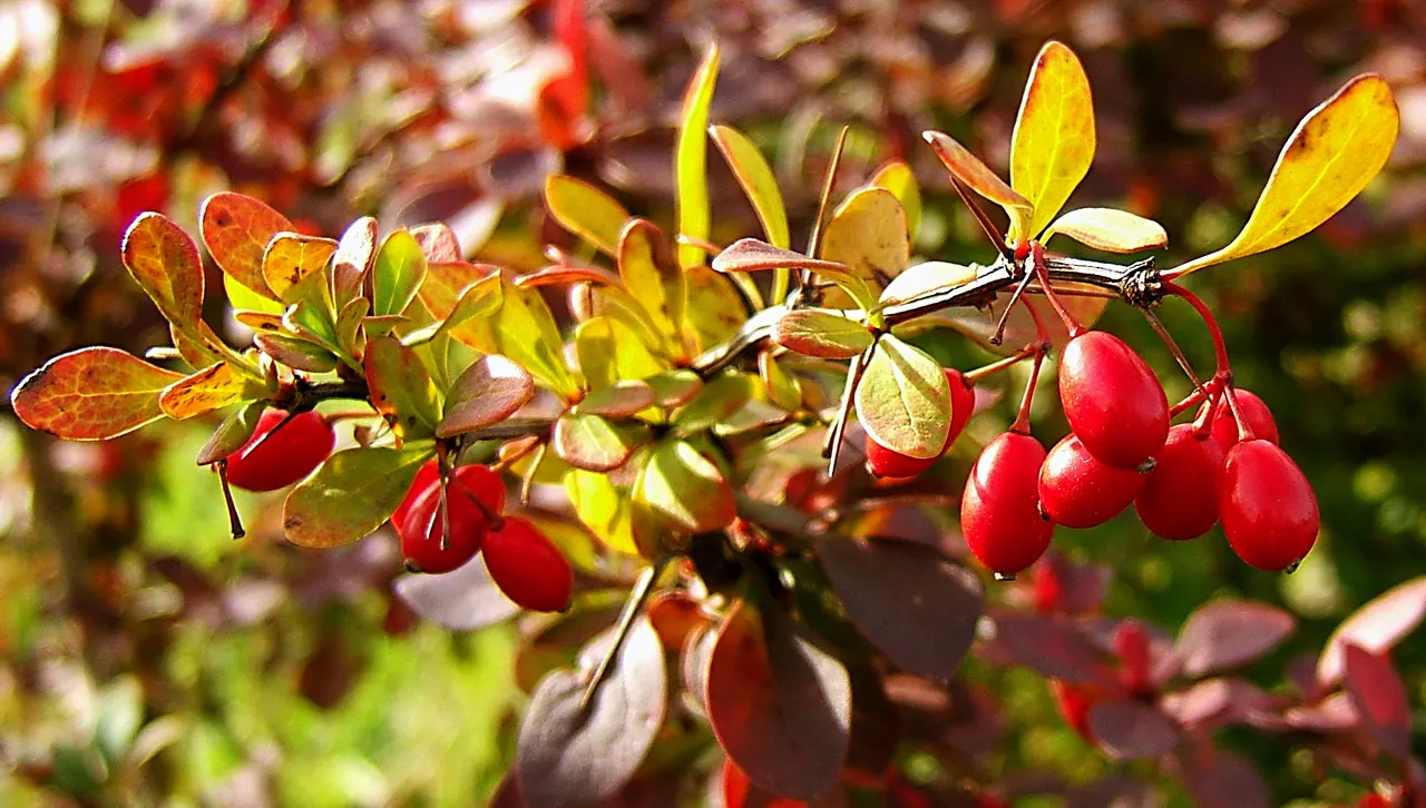 Japanese Barberry (Berberis Thunbergii 'Aurea') — It is characterized by its vibrant golden-yellow foliage which emerges in the spring; this shrub is also