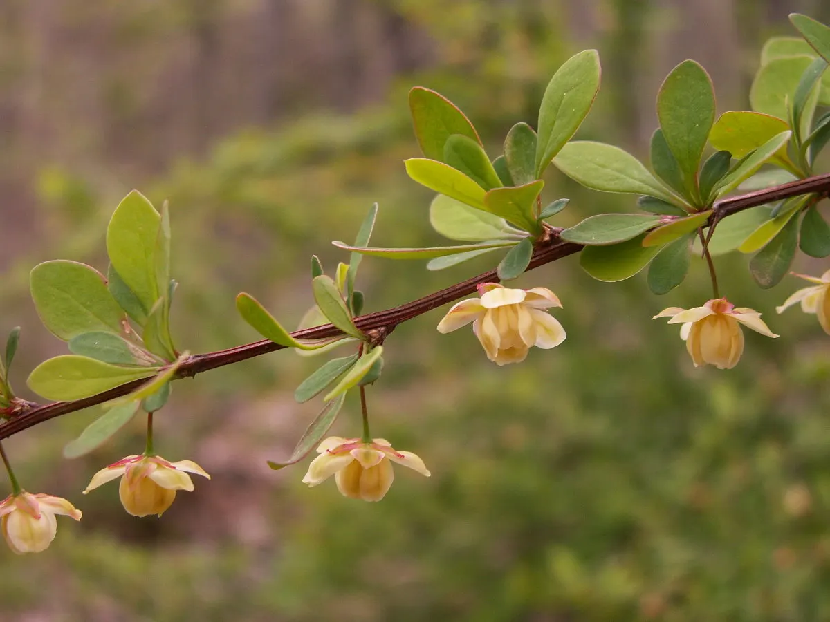 Japanese Barberry (Berberis Thunbergii 'Aurea') — low-growing hedge for added privacy or security; reaching 3-4 feet high and wide