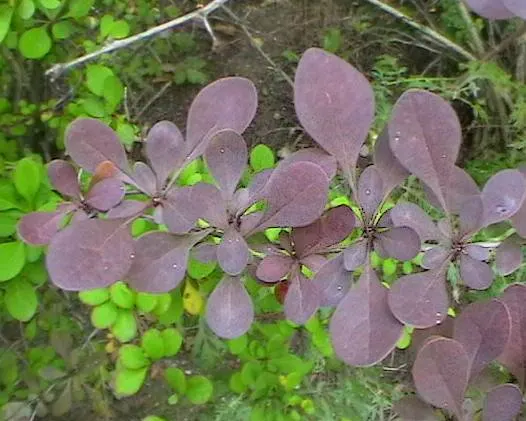 Japanese Barberry (Berberis Thunbergii 'Aurea') — red berries add fall and winter appeal; with its compact size and distinctive color palette, image 91