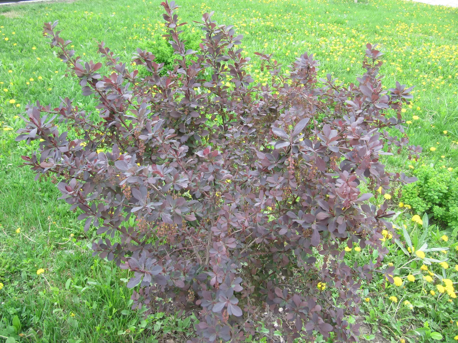 Japanese Barberry (Berberis Thunbergii 'Aurea') — yellow flowers in the garden; thrives in full sun to part shade, in well-drained soil, image 64