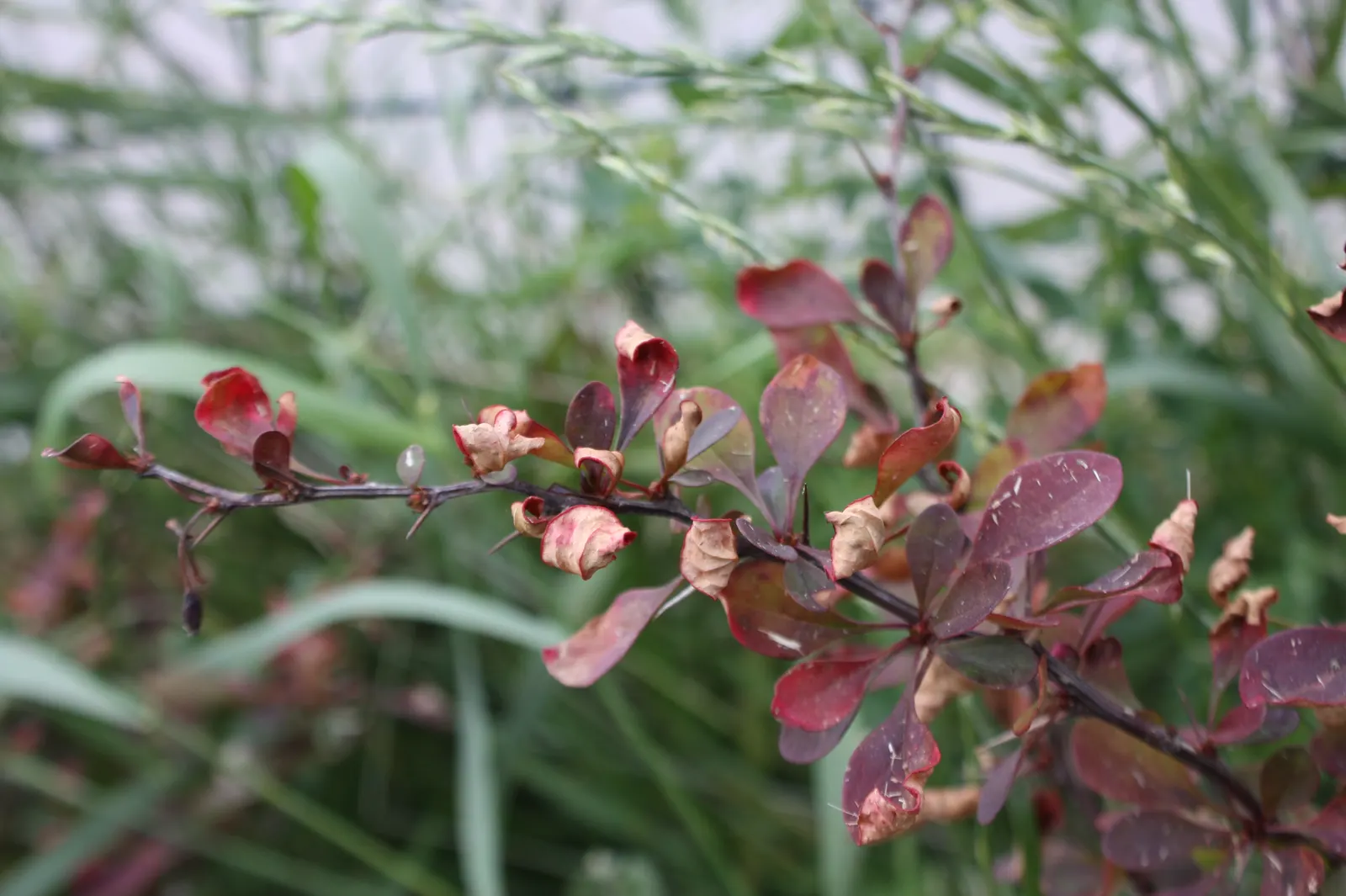 Japanese Barberry (Berberis Thunbergii 'Aurea') — reaching 3-4 feet high and wide; thorny stems provide a deterrent to wildlife, making it ideal for barriers