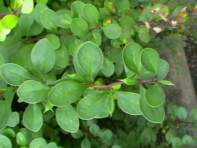 Japanese Barberry (Berberis Thunbergii 'Aurea') — Japanese Barberry 'Aurea' prefers full sun to partial shade