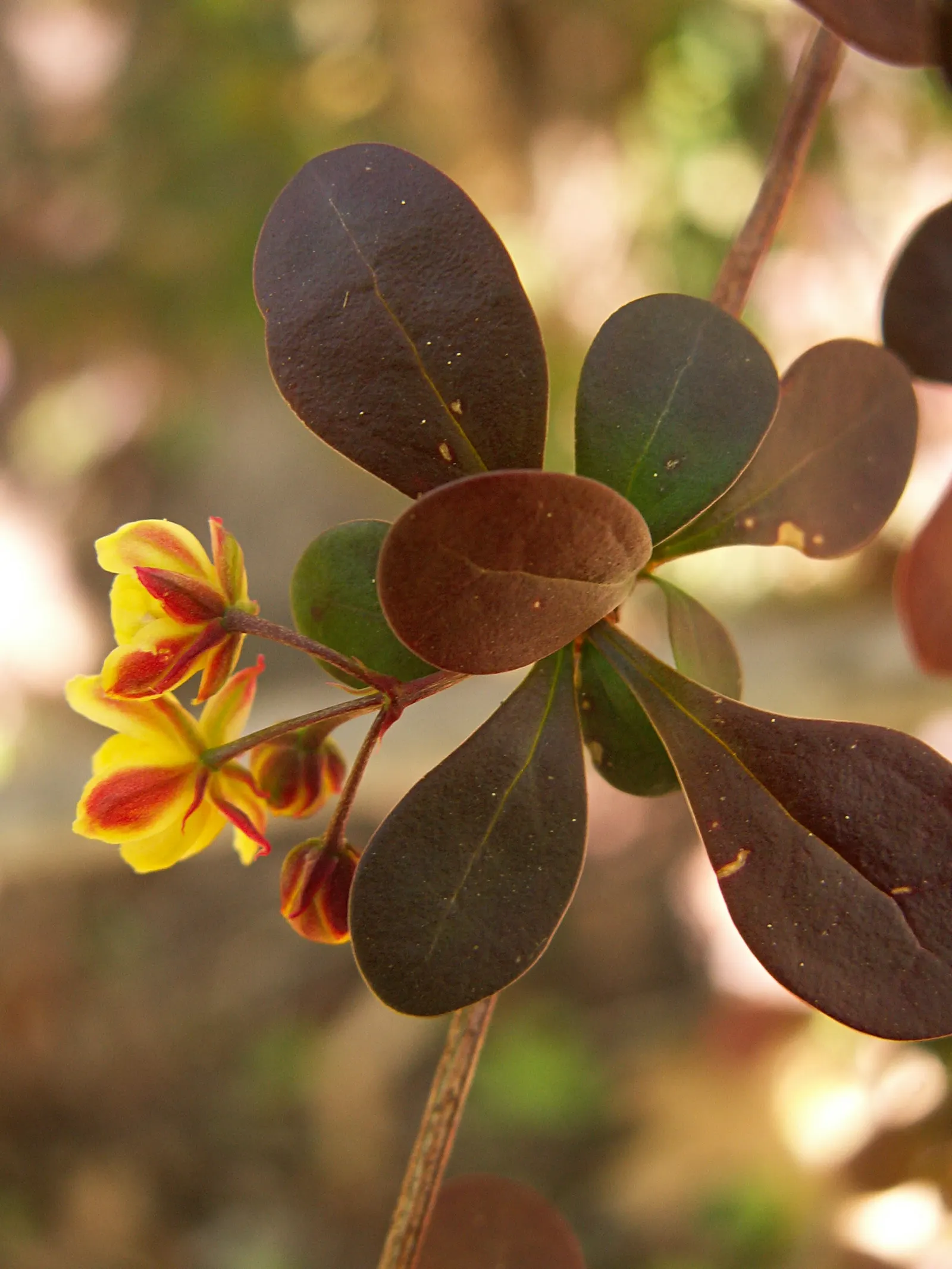 Japanese Barberry (Berberis Thunbergii 'Aurea') — Drought tolerant once established; suited for USDA zones 4-8; regular pruning may be necessary to, image 50