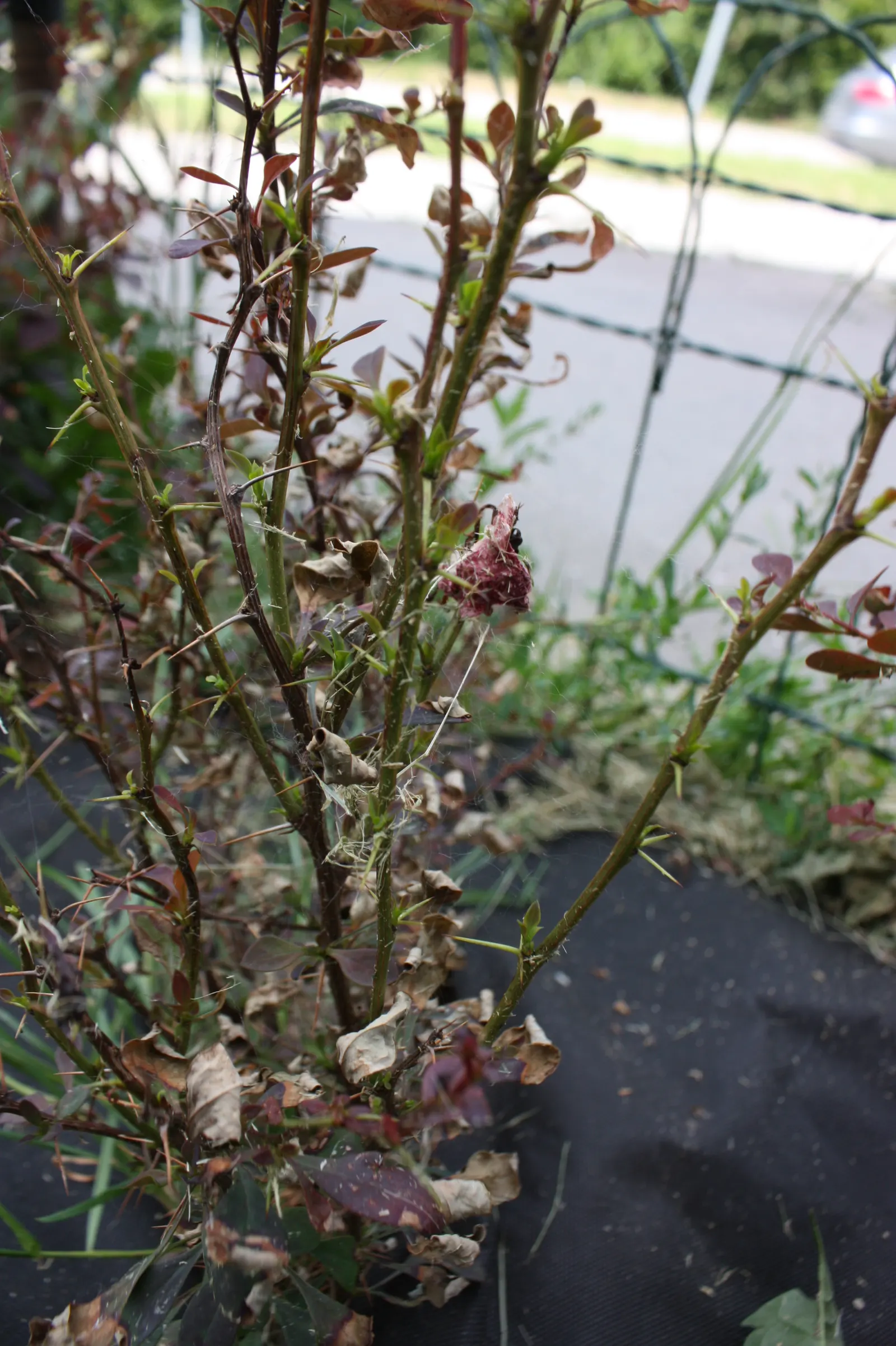 Japanese Barberry (Berberis Thunbergii 'Aurea') — Thorny stems provide a deterrent to wildlife, making it ideal for barriers; red berries add fall, image 70