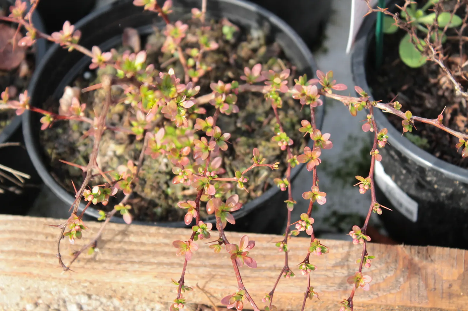 Japanese Barberry (Berberis Thunbergii 'Aurea') — commonly referred to as Japanese Barberry; its golden-yellow foliage offers brilliant year-round interest