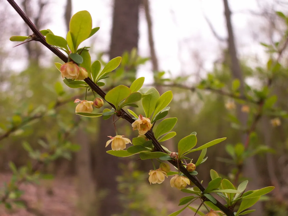 Japanese Barberry (Berberis Thunbergii 'Aurea') — Drought tolerant once established; suited for USDA zones 4-8; regular pruning may be necessary to maintain