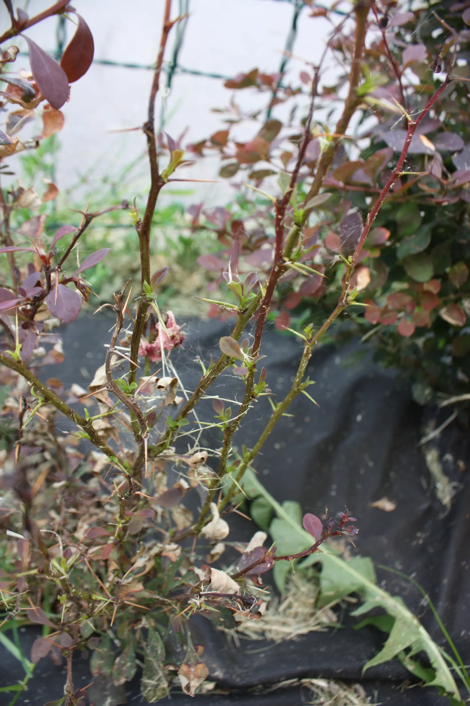 Japanese Barberry (Berberis Thunbergii 'Aurea') — Its golden-yellow foliage offers brilliant year-round interest