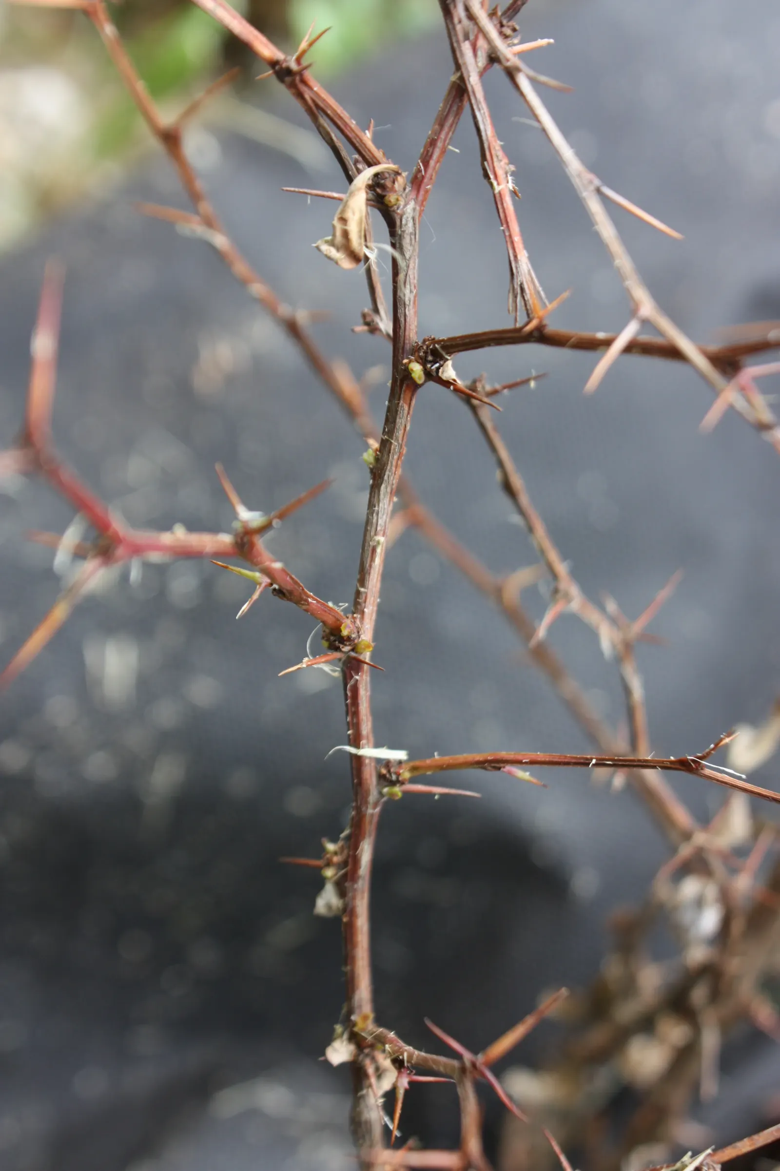 Japanese Barberry (Berberis Thunbergii 'Aurea') — shrub for full or half