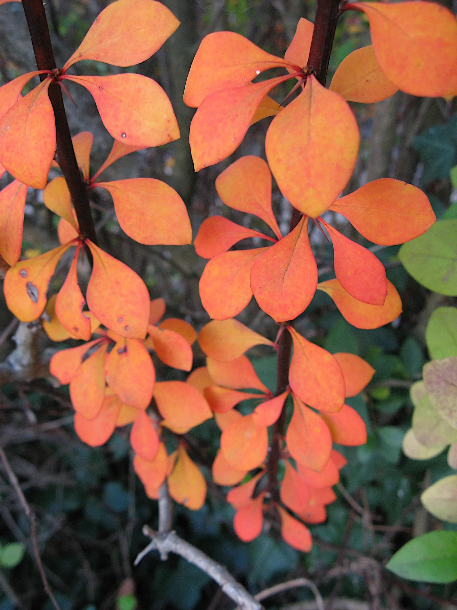 Japanese Barberry (Berberis Thunbergii 'Aurea') — The plant thrives in USDA Hardiness Zones 4 through 8
