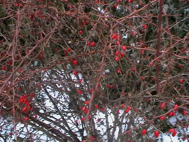 Japanese Barberry (Berberis Thunbergii 'Aurea') — Thrives in full sun to part shade, in well-drained soil