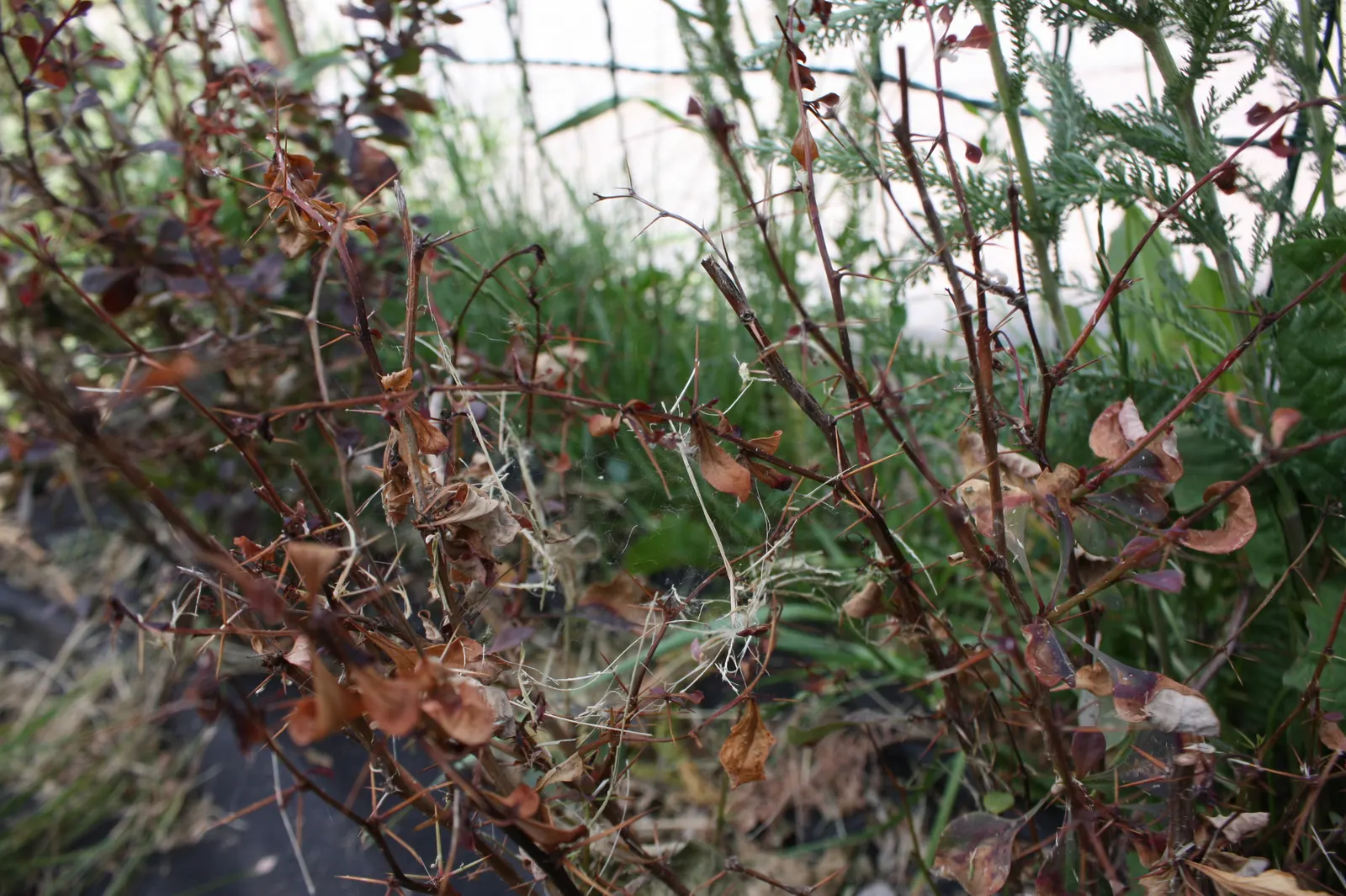 Japanese Barberry (Berberis Thunbergii 'Aurea') — Regular pruning may be necessary to maintain its desired shape and to prevent overgrowth; drought, image 83