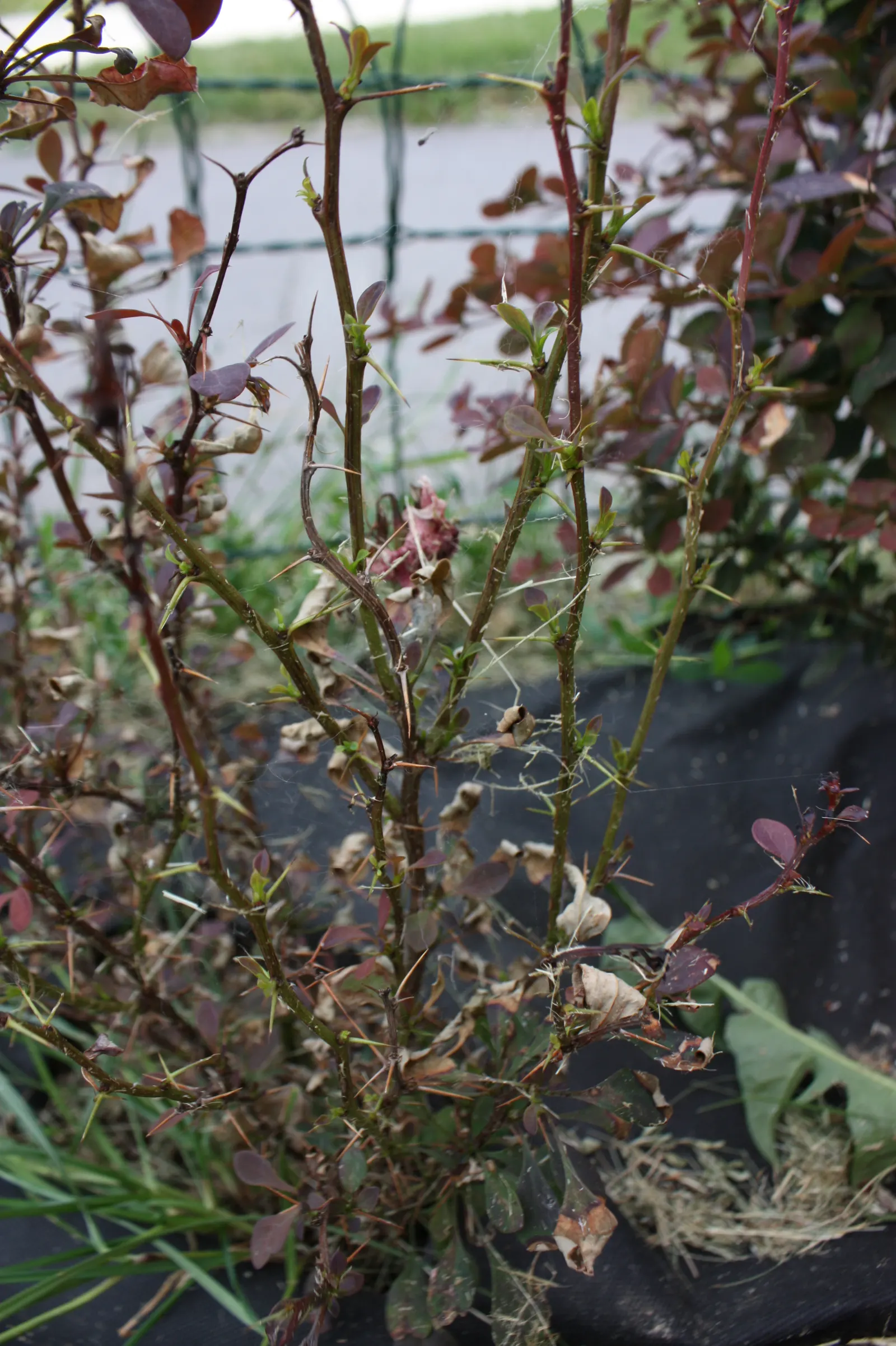 Japanese Barberry (Berberis Thunbergii 'Aurea') — It is characterized by its vibrant golden-yellow foliage which emerges in the spring; this shrub, image 75