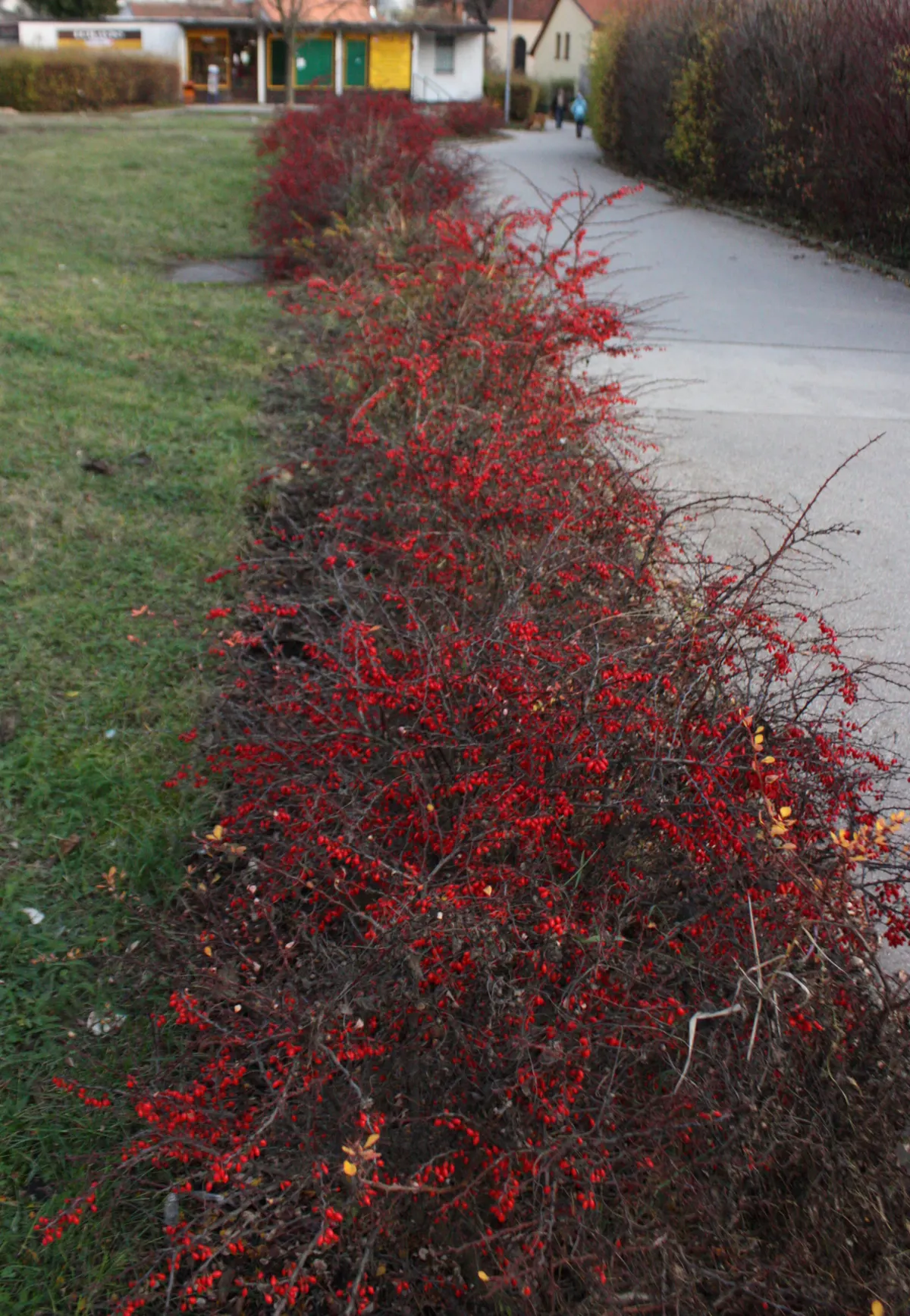 Japanese Barberry (Berberis Thunbergii 'Aurea') — shrub with yellow blooms