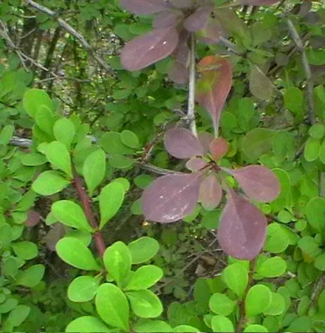 Japanese Barberry (Berberis Thunbergii 'Aurea') — The plant thrives in USDA Hardiness Zones 4 through 8; is a striking deciduous shrub that, image 55