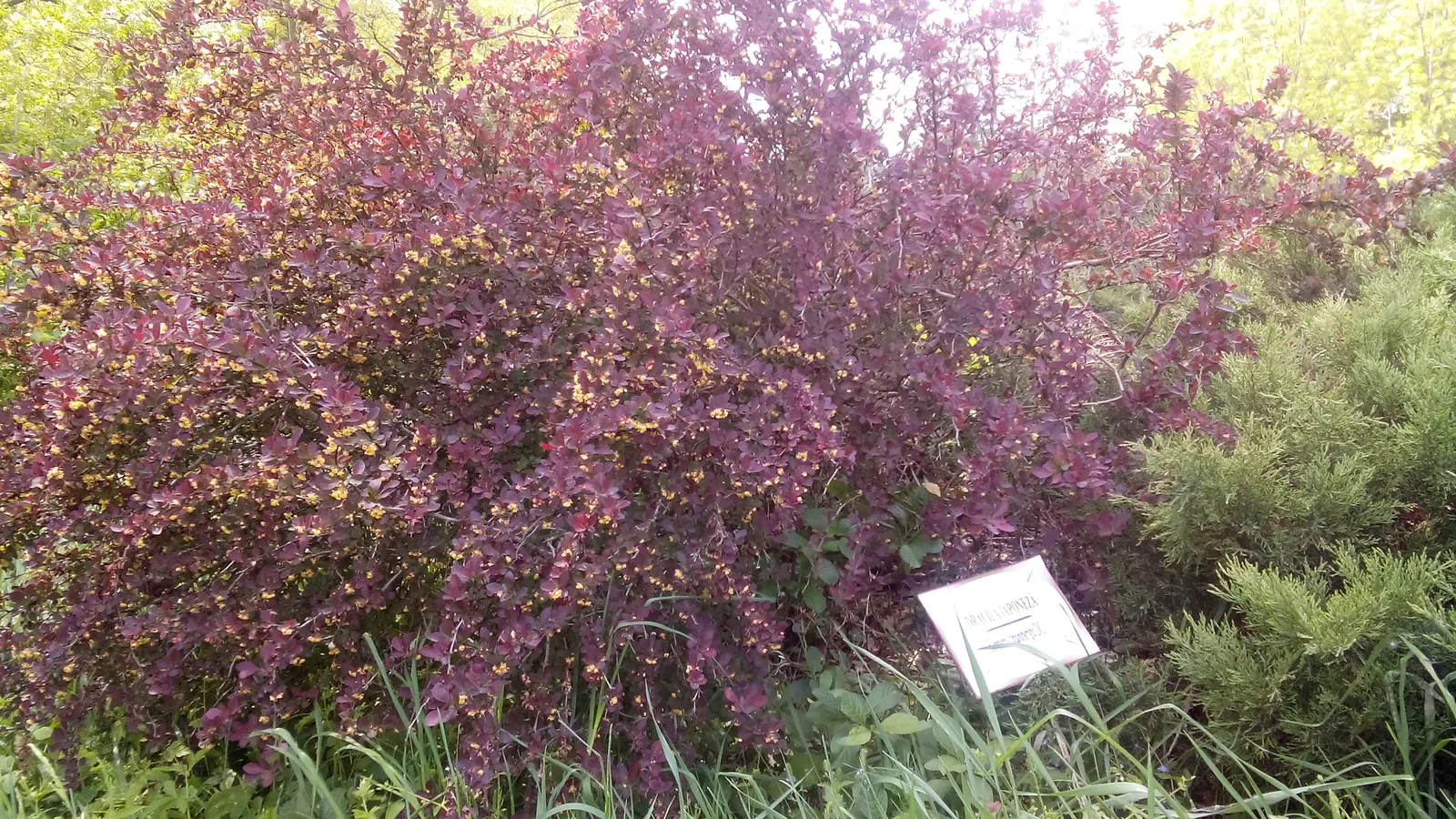 Japanese Barberry (Berberis Thunbergii 'Aurea') — Regular pruning may be necessary to maintain its desired shape and to prevent overgrowth; drought tolerant