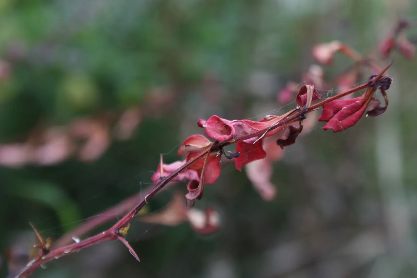 Japanese Barberry (Berberis Thunbergii 'Aurea') — Thrives in full sun to part shade, in well-drained soil; low-growing hedge for added privacy or, image 49