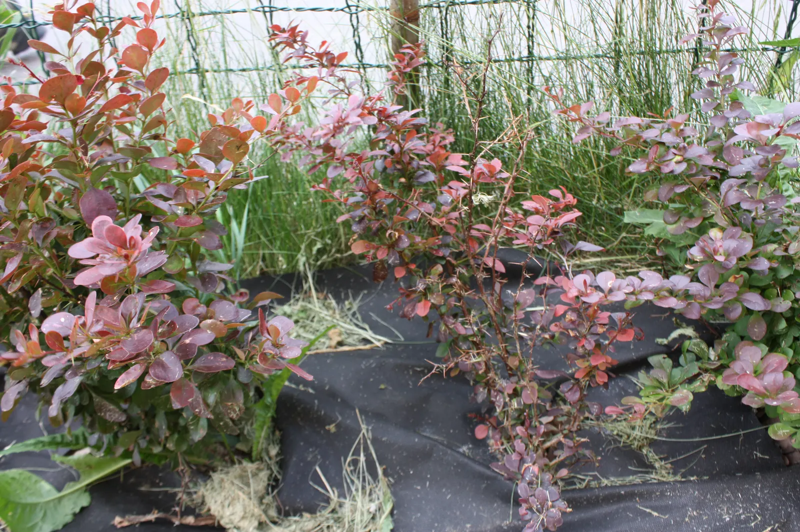 Japanese Barberry (Berberis Thunbergii 'Aurea') — It is highly adaptable to different soil types, though it does best in well-drained conditions