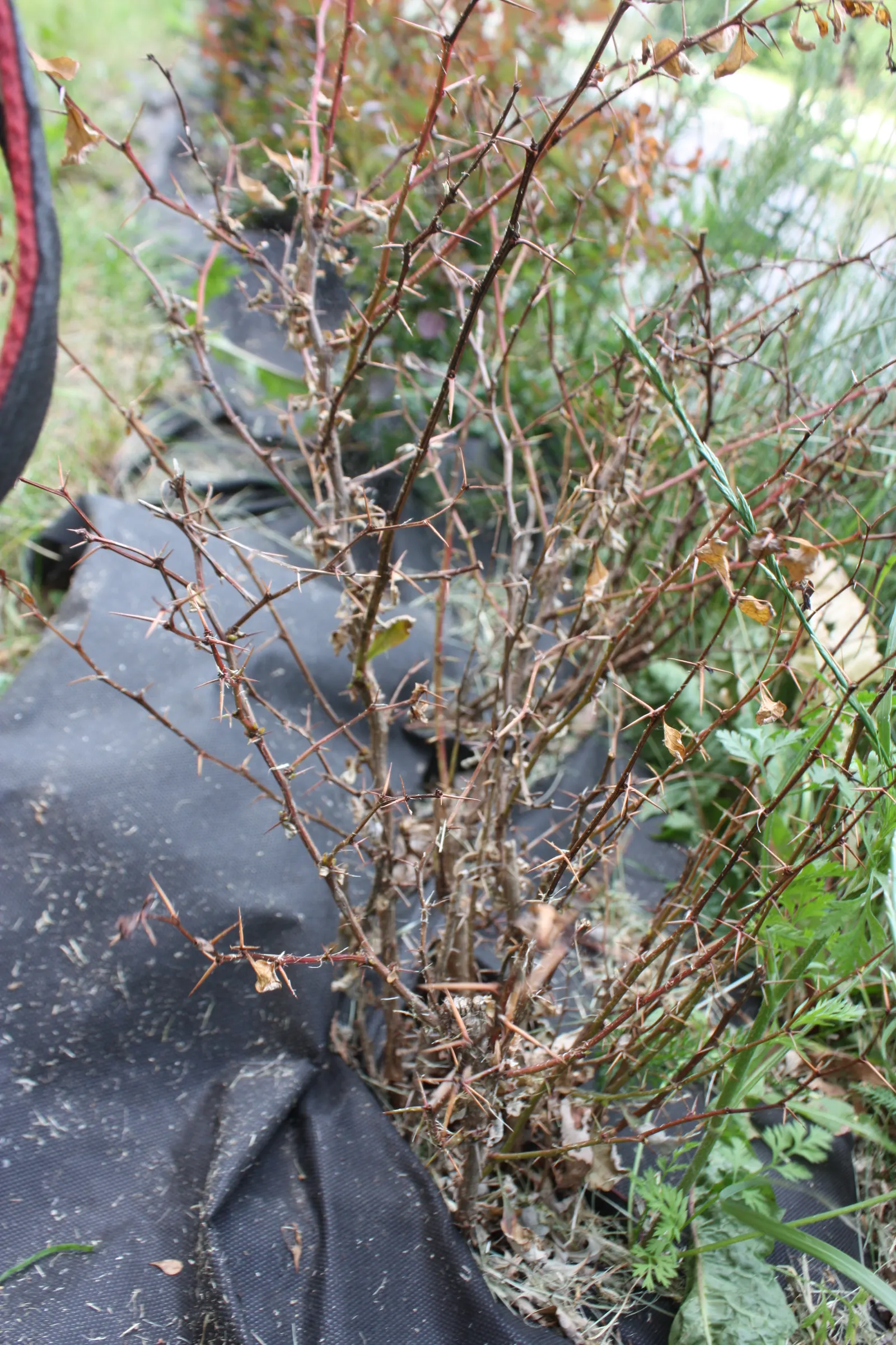 Japanese Barberry (Berberis Thunbergii 'Aurea') — With its compact size and distinctive color palette; japanese Barberry 'Aurea' prefers full sun, image 84