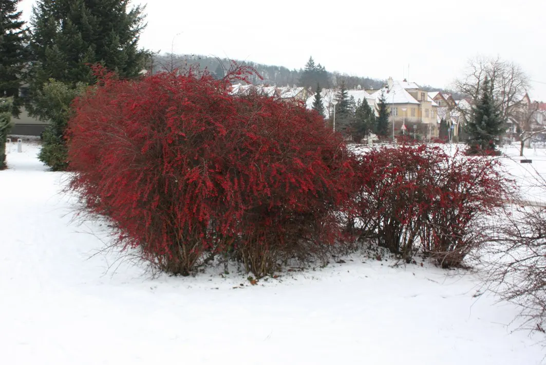 Japanese Barberry (Berberis Thunbergii 'Aurea') — Thrives in full sun to part shade, in well-drained soil; low-growing hedge for added privacy or security