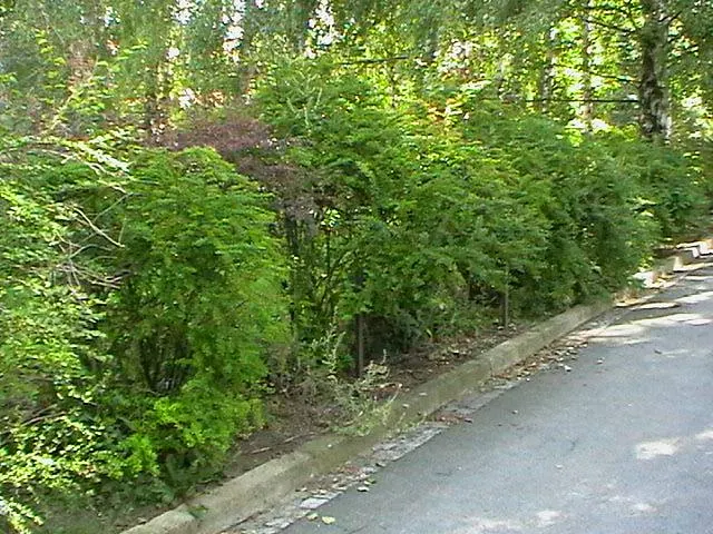 Japanese Barberry (Berberis Thunbergii 'Aurea') — commonly referred to as Japanese Barberry; its golden-yellow foliage offers brilliant year-round, image 73