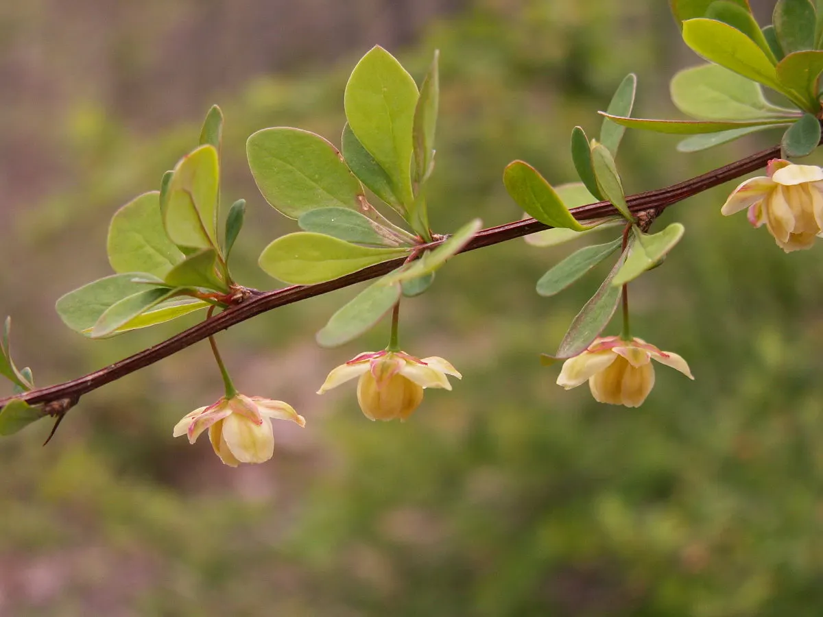 Japanese Barberry (Berberis Thunbergii 'Aurea') — this shrub is also deer-resistant and not particularly prone to pests or diseases.<br><br>When, image 38