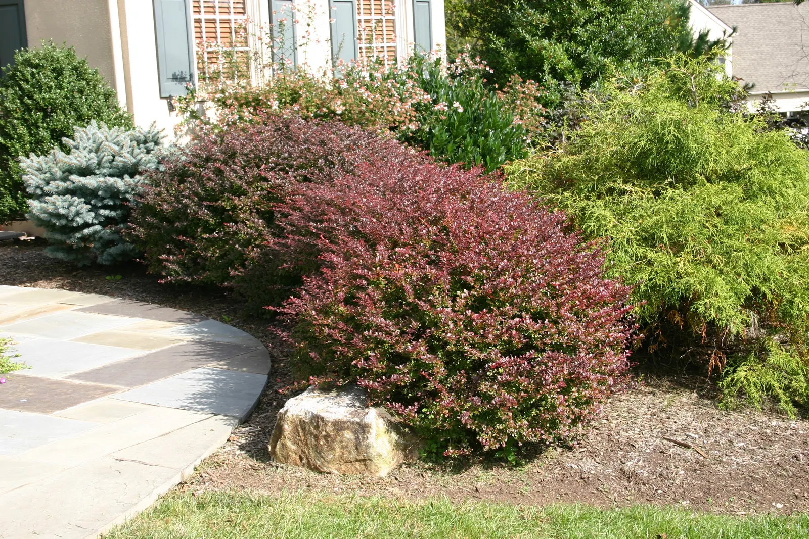 Japanese Barberry (Berberis Thunbergii 'Aurea') — It is highly adaptable to different soil types, though it does best in well-drained conditions, image 59