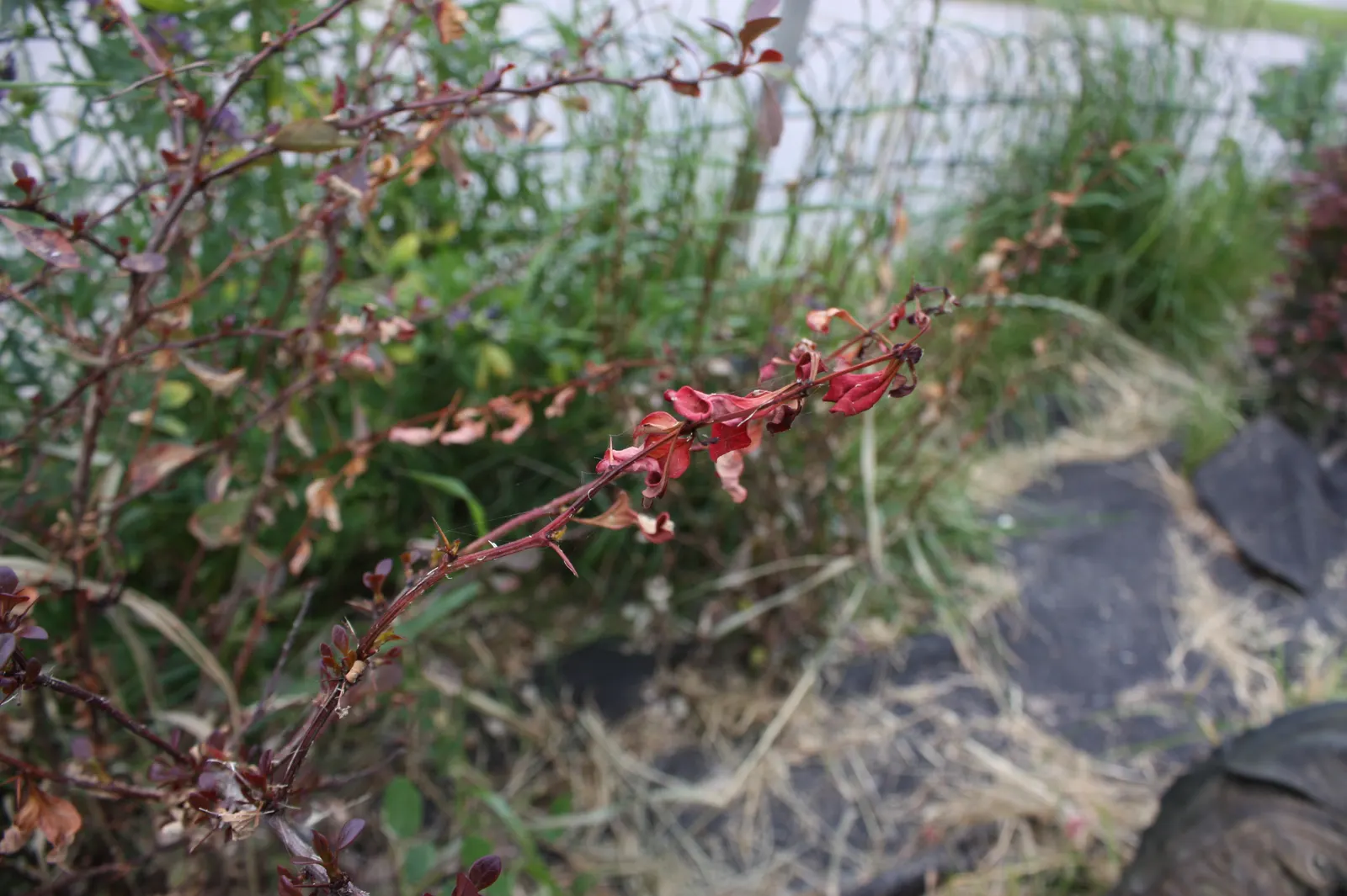 Japanese Barberry (Berberis Thunbergii 'Aurea') — It is characterized by its vibrant golden-yellow foliage which emerges in the spring; this shrub, image 53