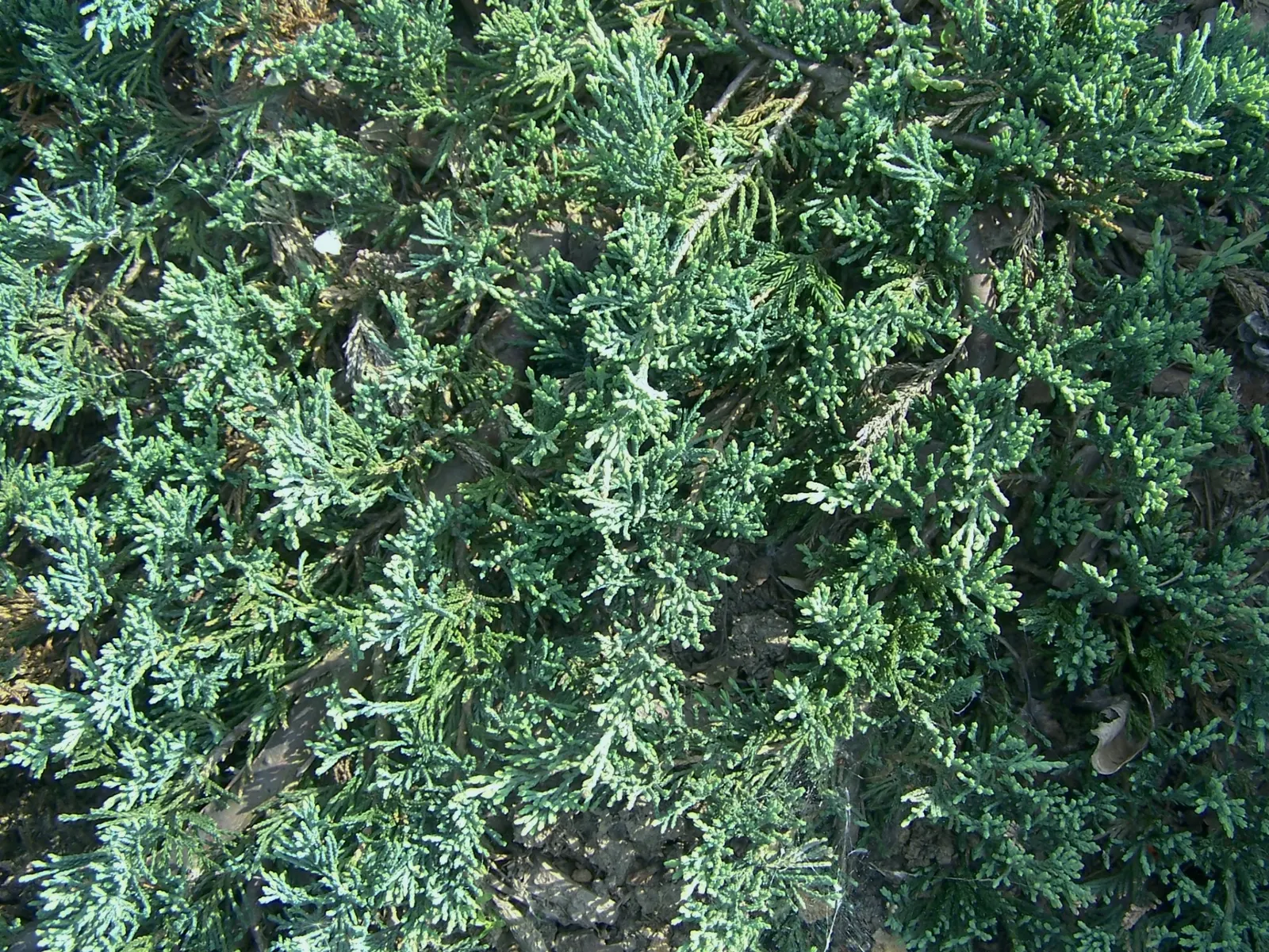 Blue Rug Ground Cover Juniper (Juniperus Horizontalis 'Wiltonii') — making it ideal for slopes and rock gardens