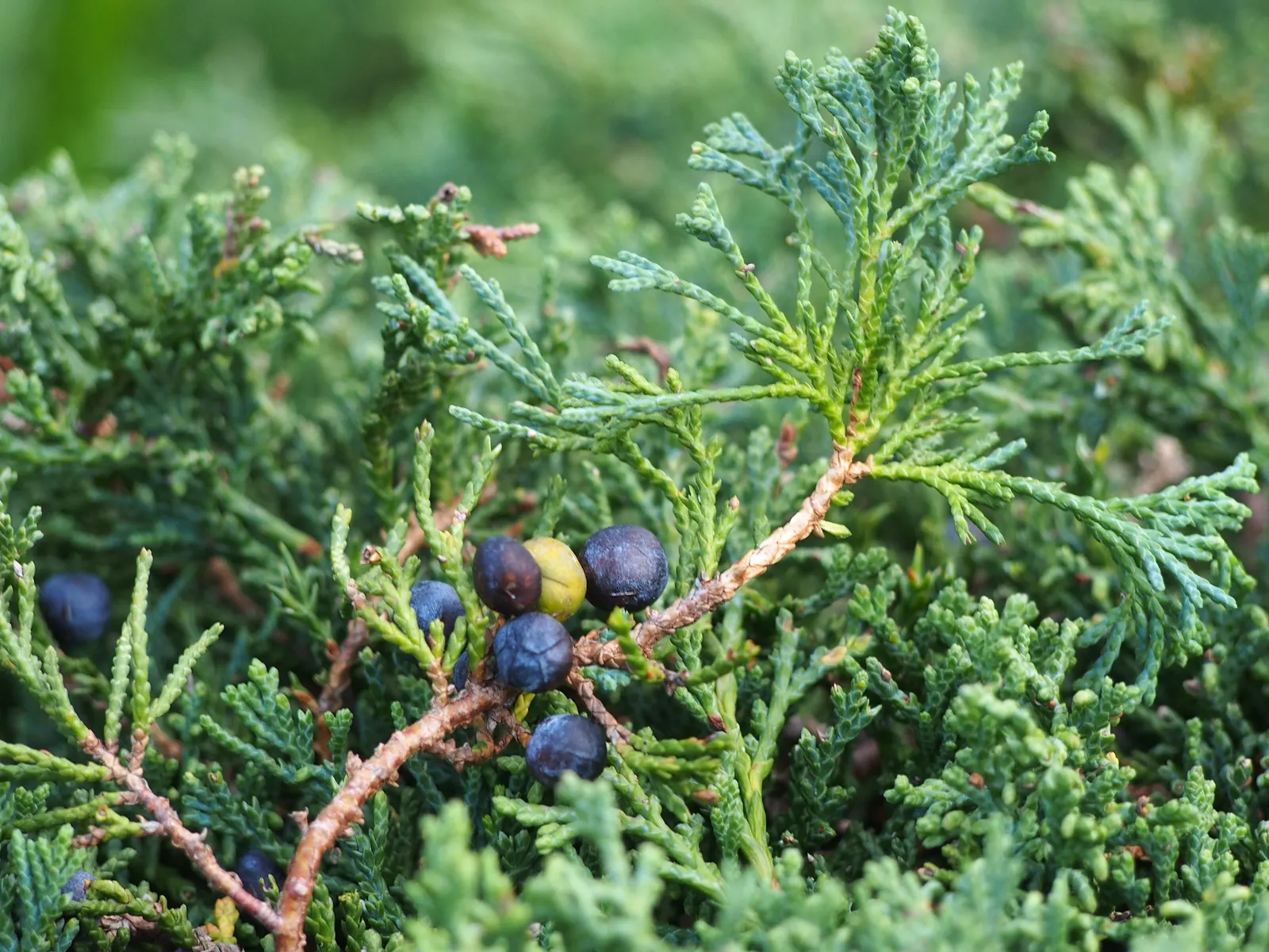 Blue Rug Ground Cover Juniper (Juniperus Horizontalis 'Wiltonii') — evergreen shrub that offers excellent ground cover