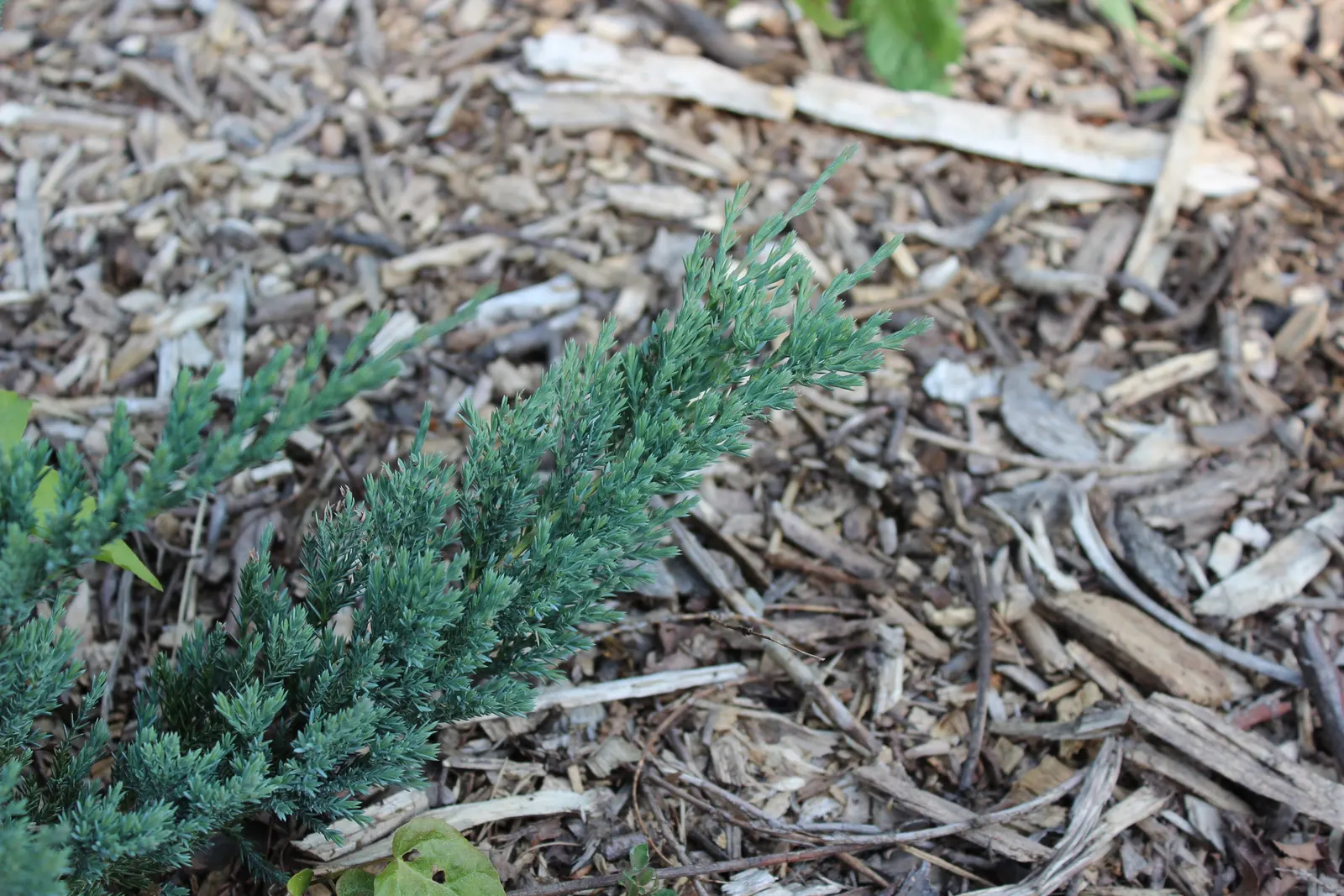 Blue Rug Ground Cover Juniper (Juniperus Horizontalis 'Wiltonii') — this low-growing juniper reaches a height of merely 4 to 6 inches