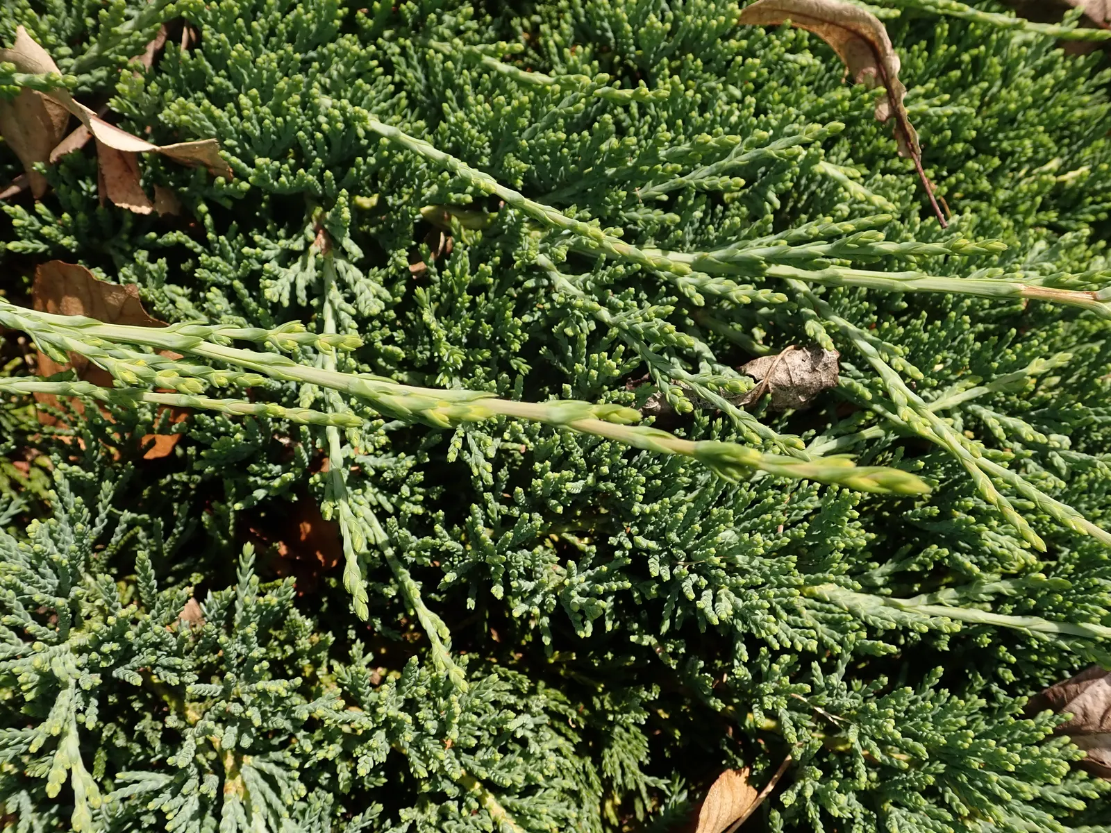 Blue Rug Ground Cover Juniper (Juniperus Horizontalis 'Wiltonii') — with a spread that can extend outward to an impressive 5 to 7 feet