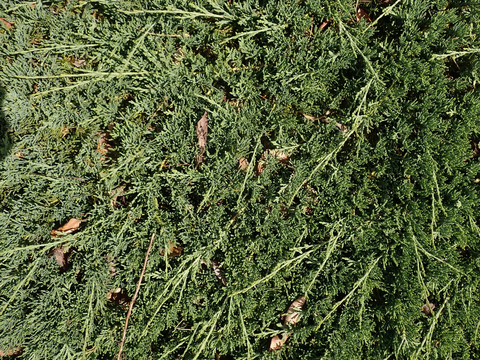 Blue Rug Ground Cover Juniper (Juniperus Horizontalis 'Wiltonii') — This prostrate habit makes it an ideal choice for ground cover