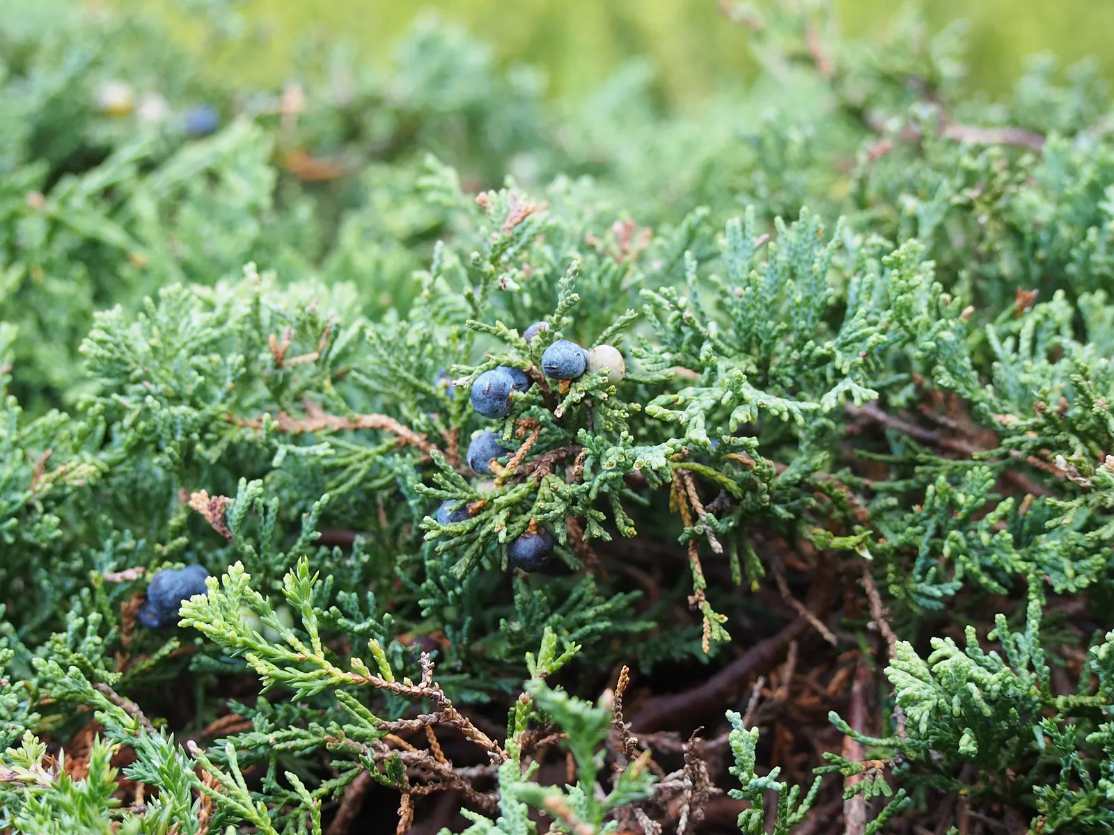 Blue Rug Ground Cover Juniper (Juniperus Horizontalis 'Wiltonii') — The Blue Rug Juniper (Juniperus horizontalis 'Wiltonii') is a dense