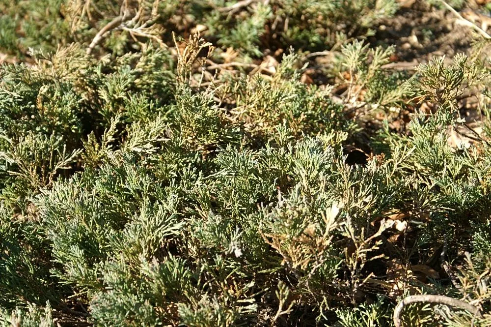Blue Rug Ground Cover Juniper (Juniperus Horizontalis 'Wiltonii') — and is drought-resistant once established