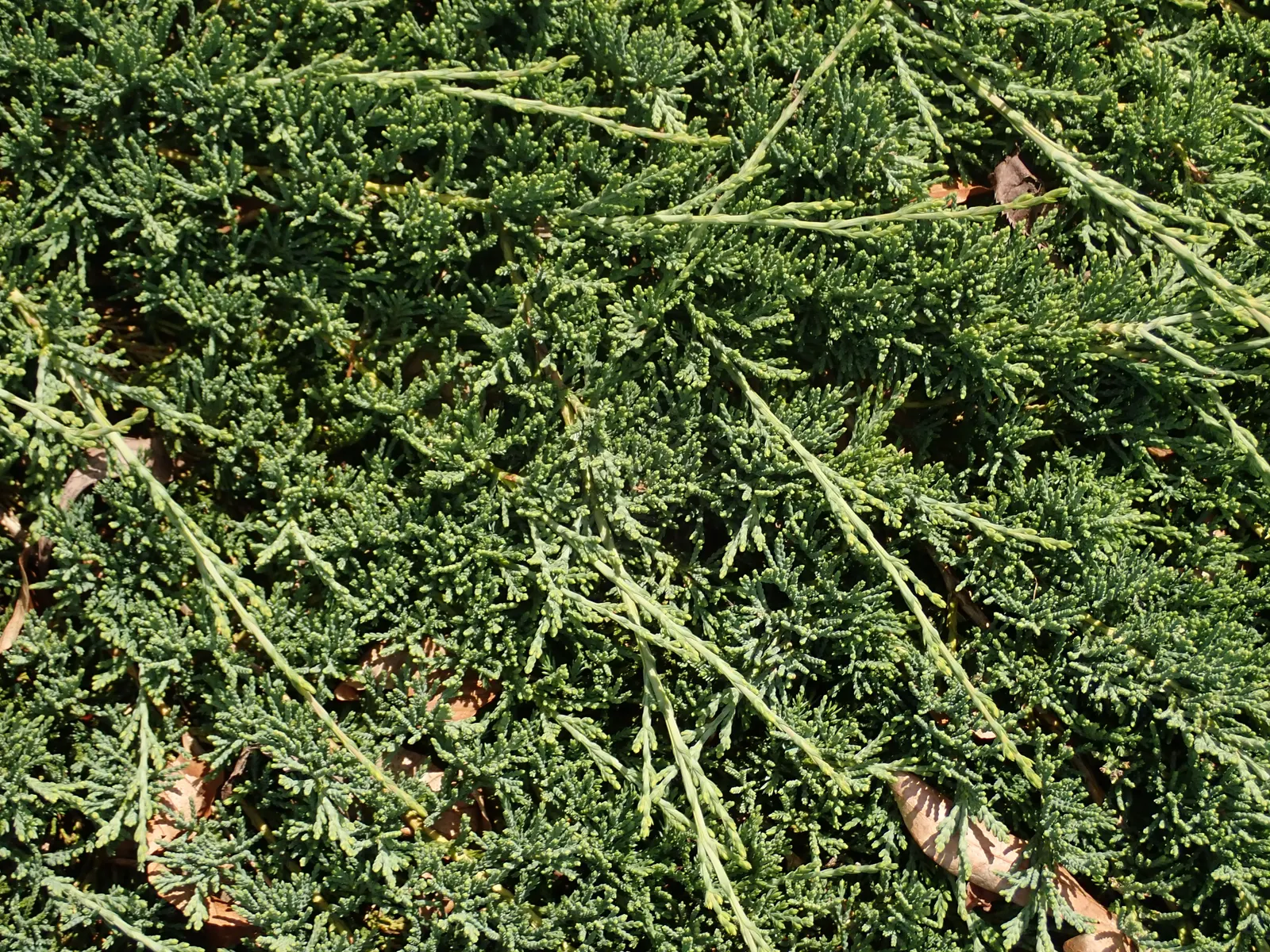 Blue Rug Ground Cover Juniper (Juniperus Horizontalis 'Wiltonii') — erosion control on slopes