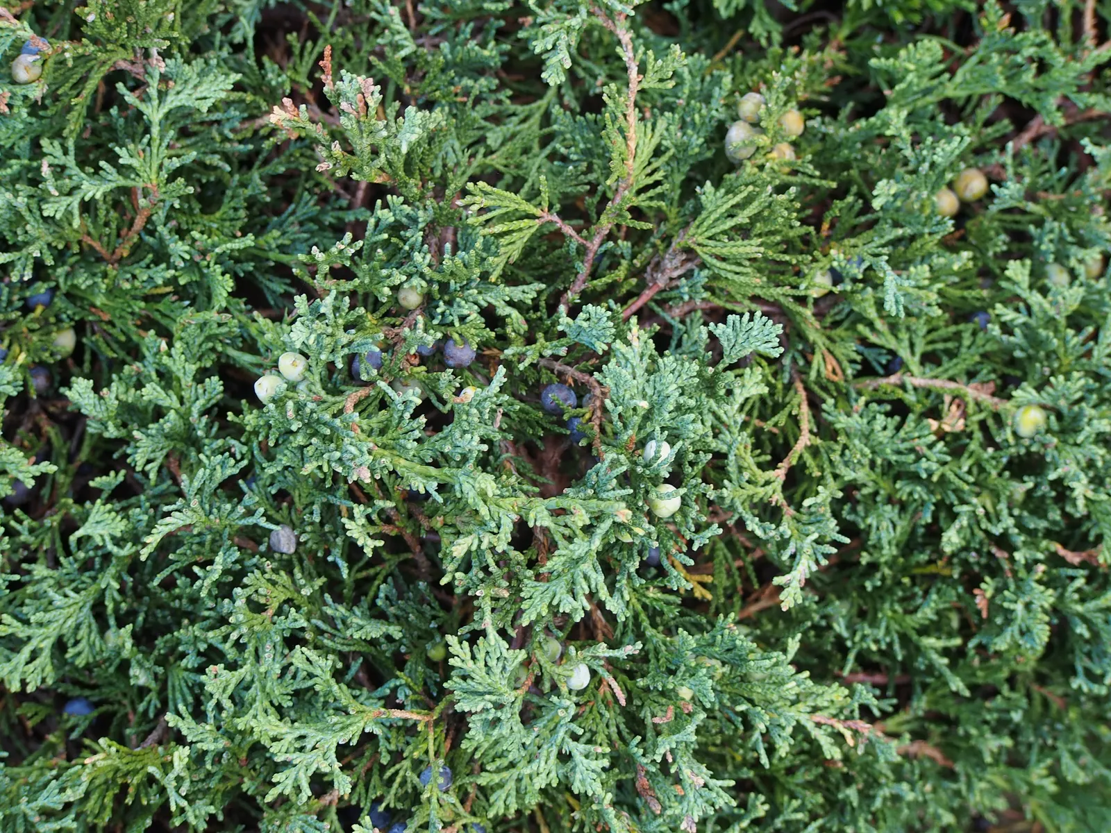 Blue Rug Ground Cover Juniper (Juniperus Horizontalis 'Wiltonii') — This hardy plant thrives in full sun