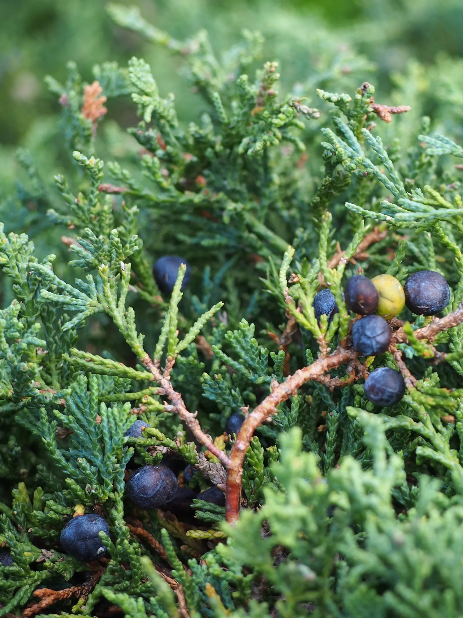 Blue Rug Ground Cover Juniper (Juniperus Horizontalis 'Wiltonii') — and for cascading over walls or ledges in the landscape design.<br><br>Hardy in USDA zones