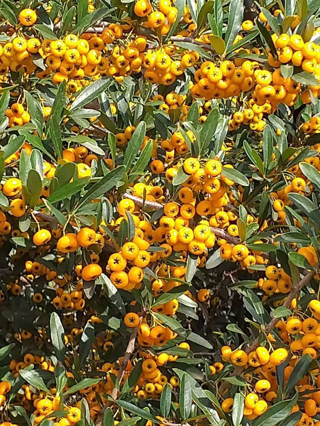 Firethorn (Pyracantha Crenatoserrata) — it is versatile for various design needs