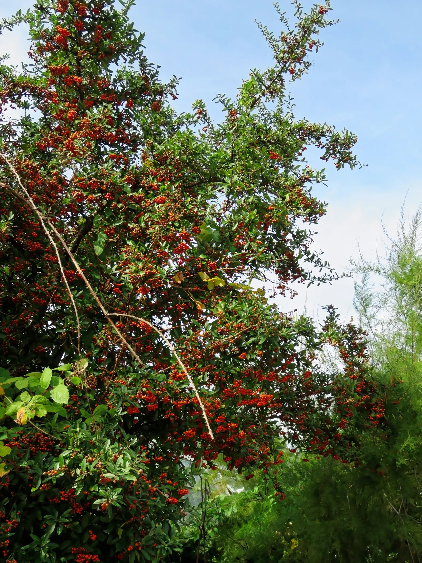 Firethorn (Pyracantha Crenatoserrata) — clusters of small white flowers in late spring